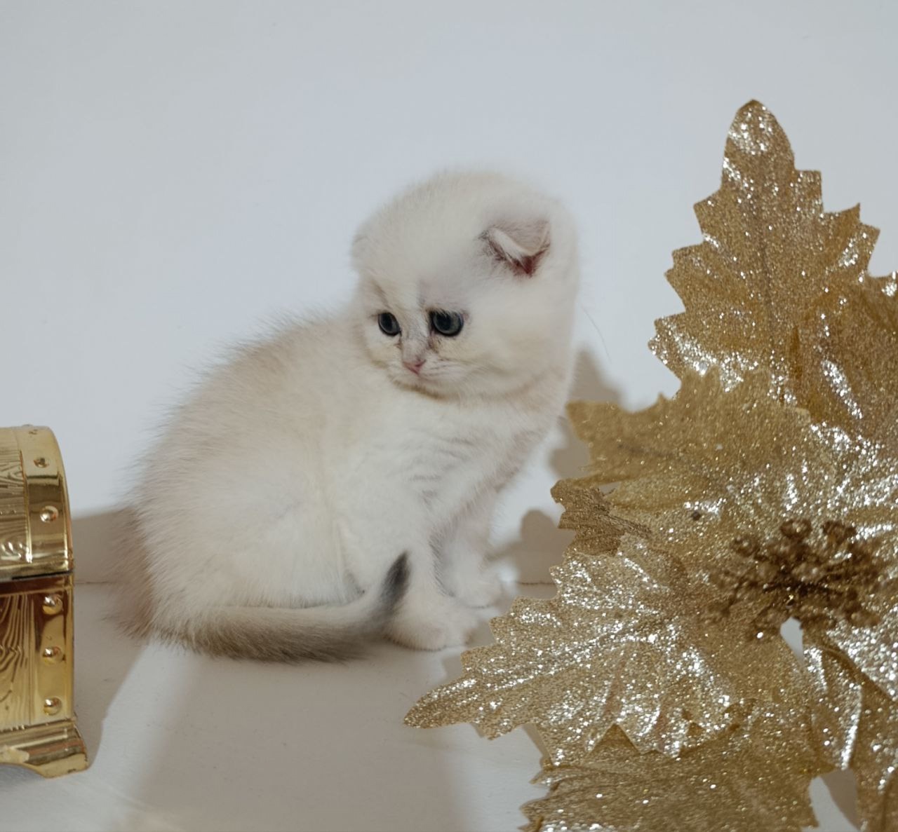 Чудесные котята с отличной наследственностью (3)