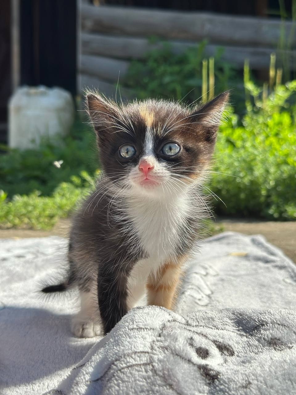 Дом для котят срочно необходим (3)