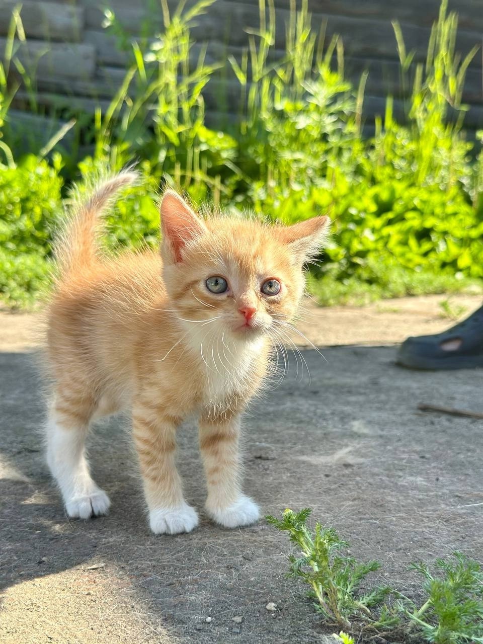 Дом для котят срочно необходим