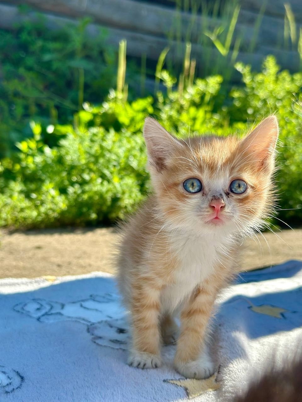 Дом для котят срочно необходим (8)
