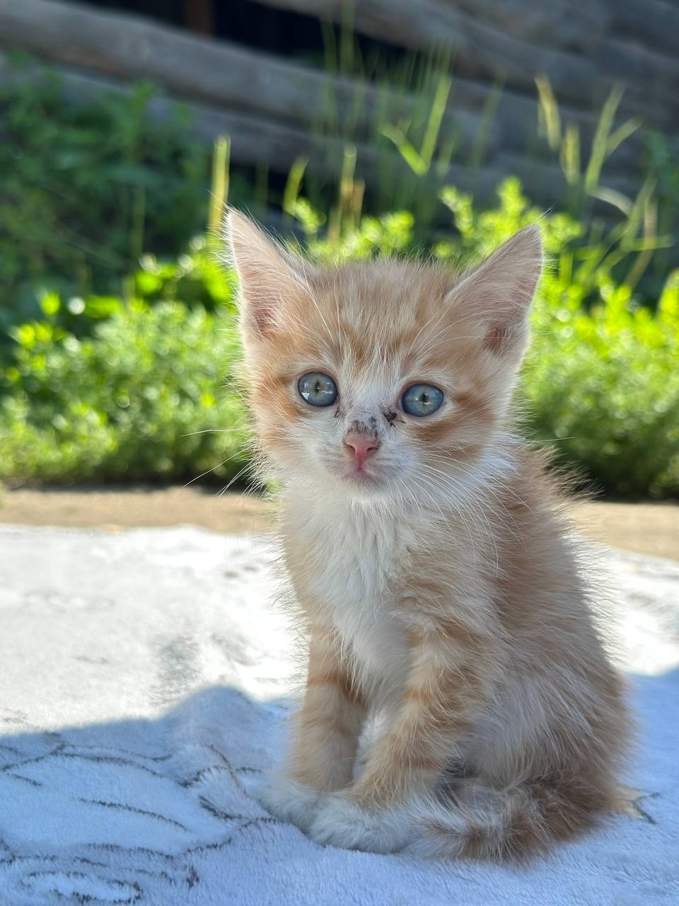 Дом для котят срочно необходим (6)
