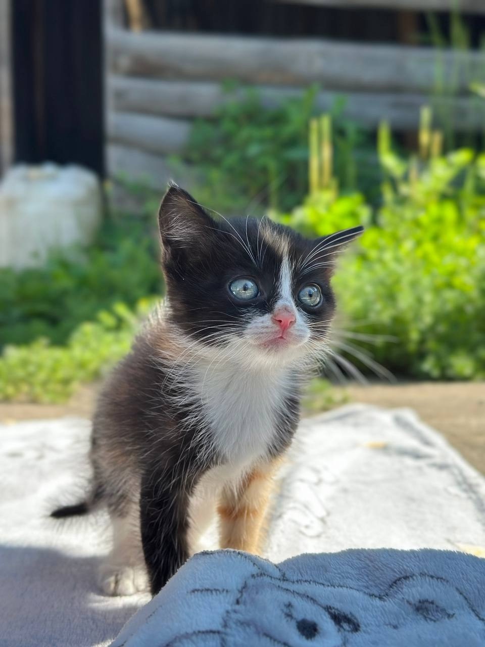 Дом для котят срочно необходим (5)