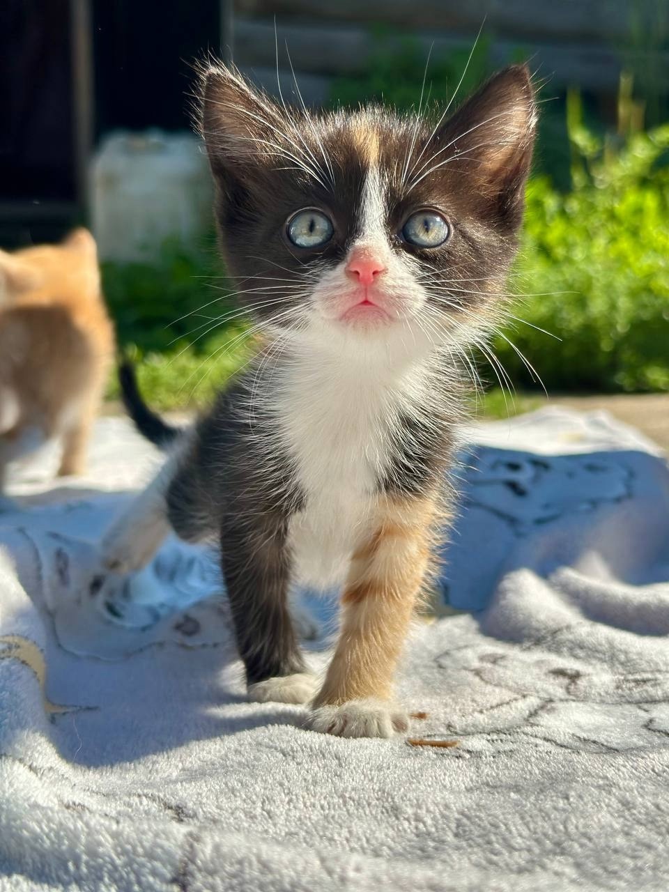Дом для котят срочно необходим (4)