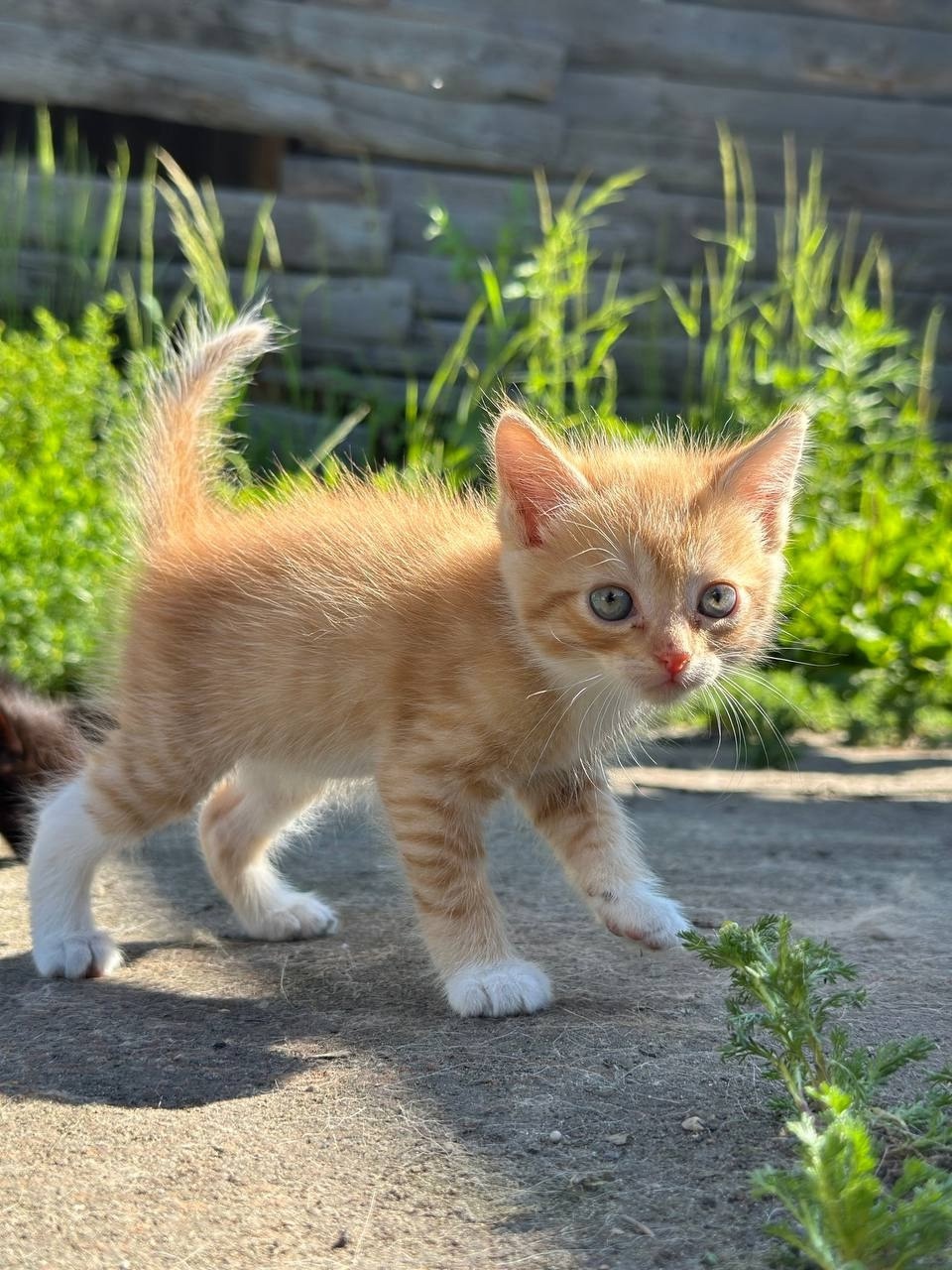 Дом для котят срочно необходим (2)