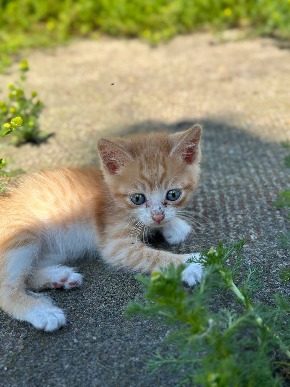 Дом для котят срочно необходим (7)