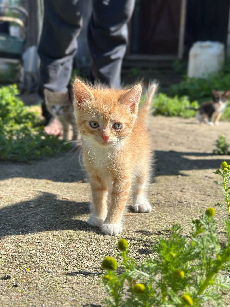 Дом для котят срочно необходим (1)