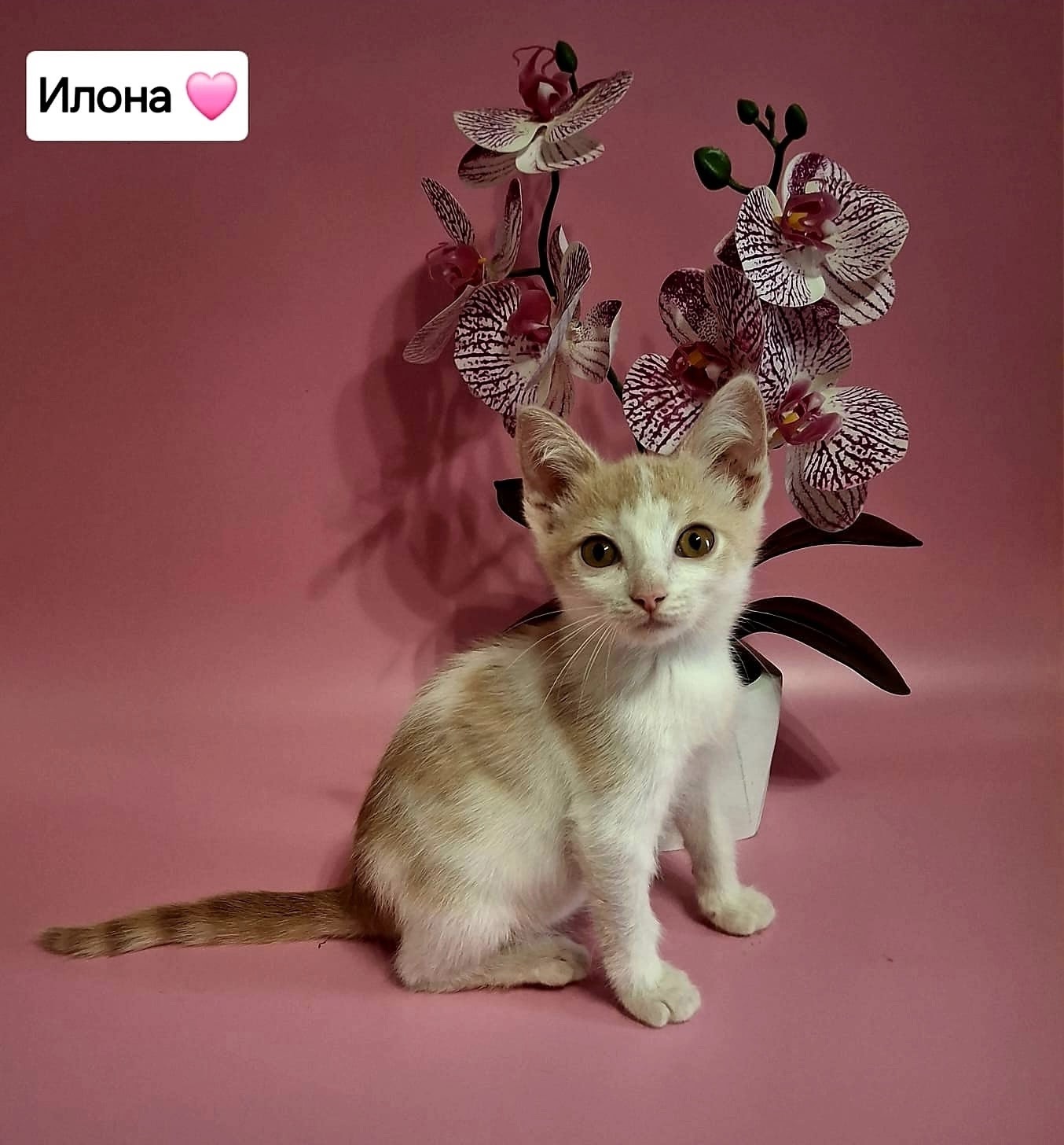 Очаровательные котята ищут дом Четыре