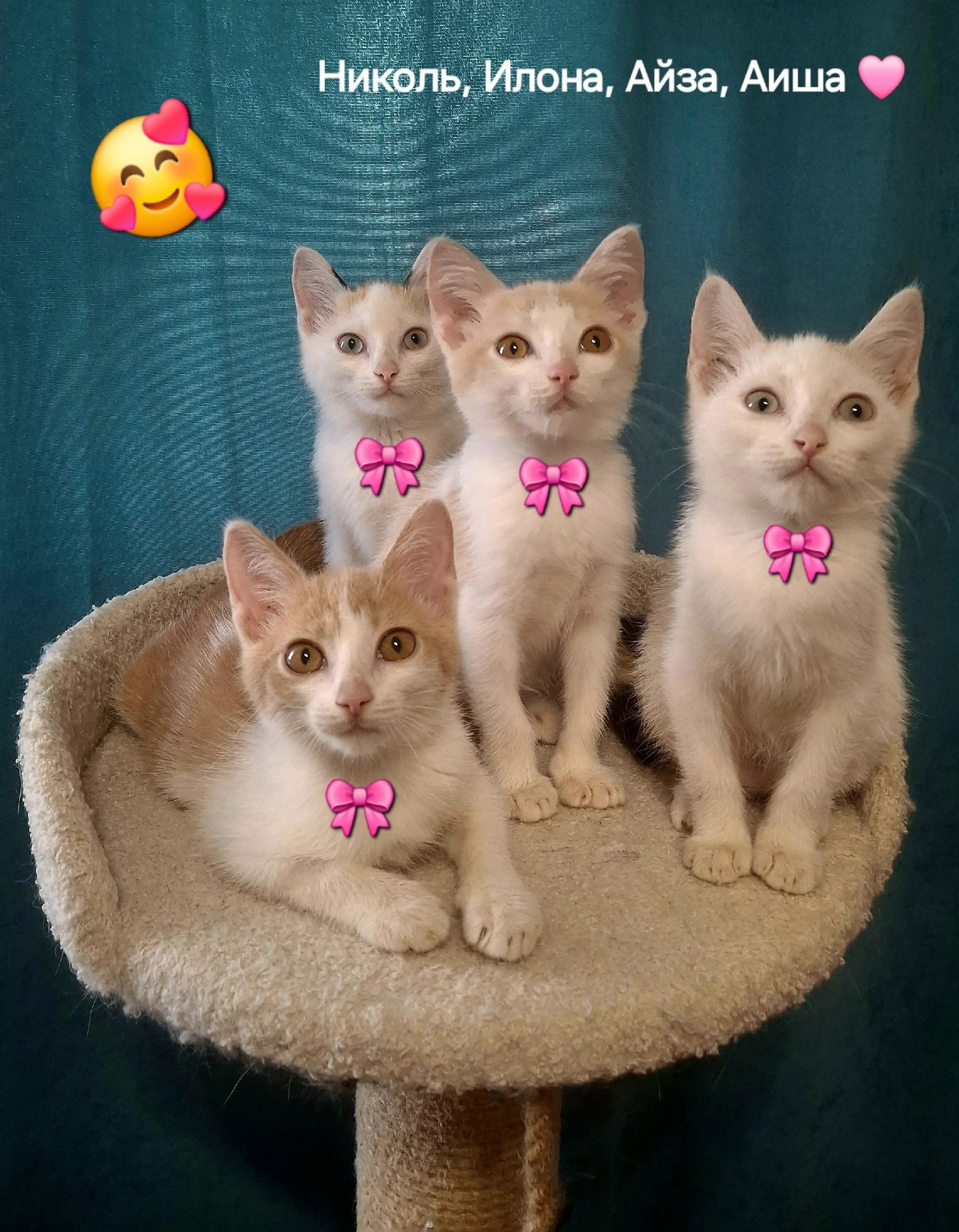 Очаровательные котята ищут дом Четыре (4)