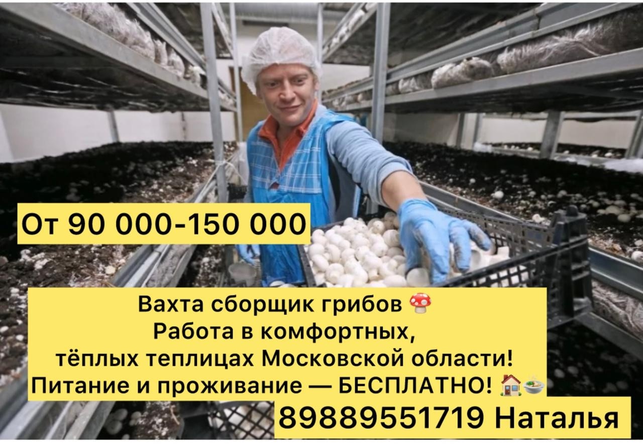 Сбор грибов вахтовым методом Ищем