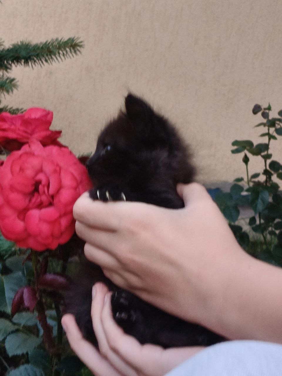 ### Отдам без оплаты любящую (2)