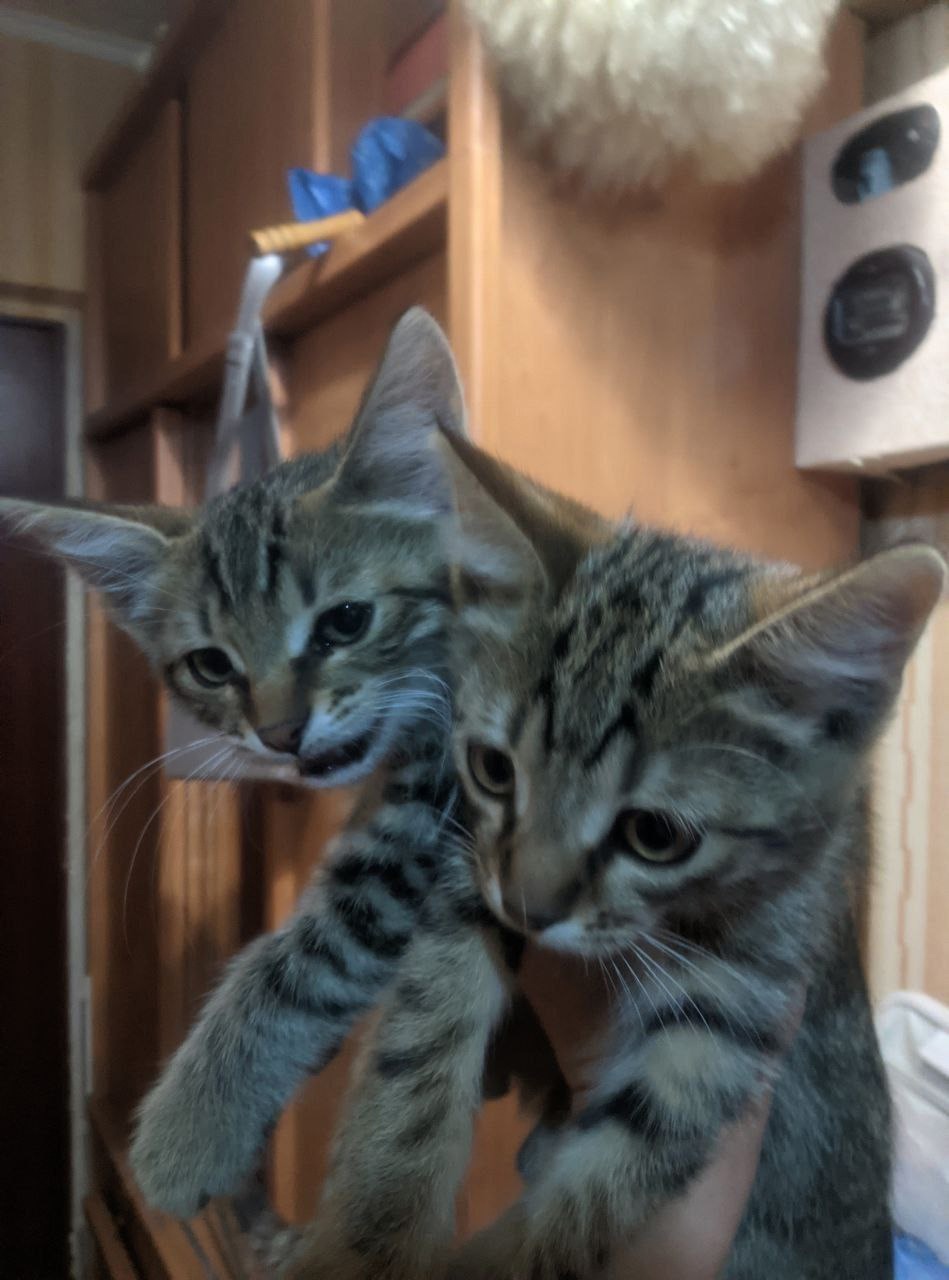 Спасены котята в Донецке, Мариуполе