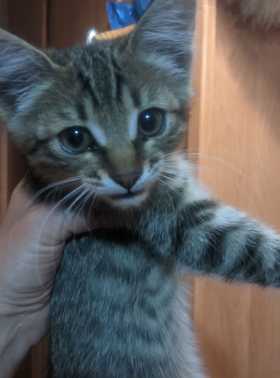 Спасены котята в Донецке, Мариуполе (1)