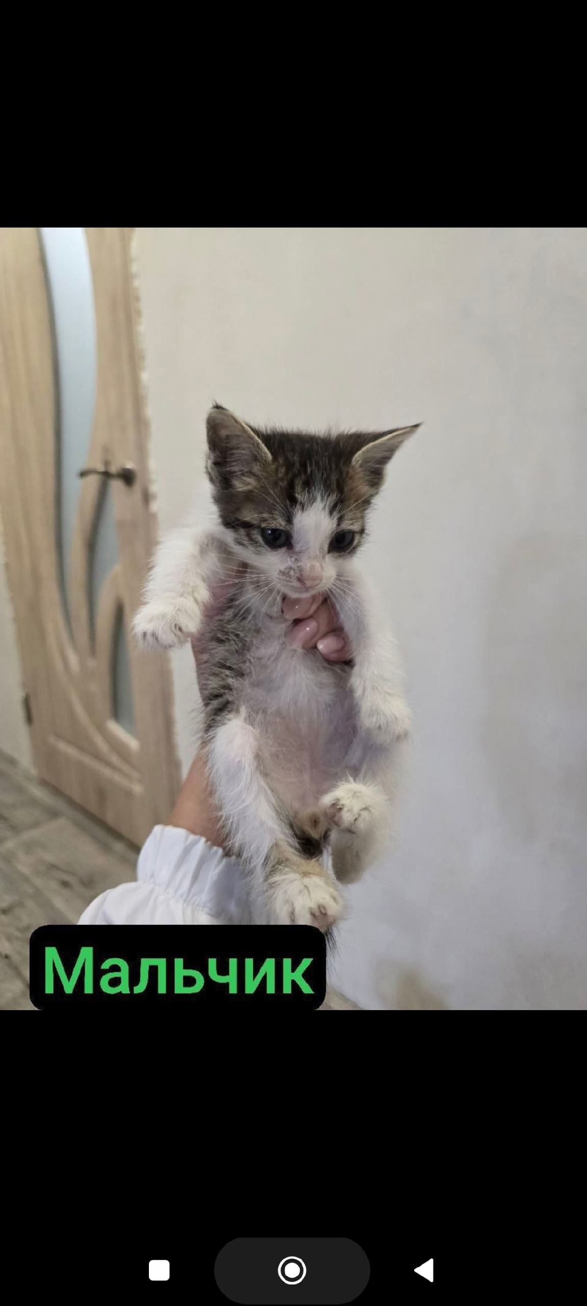 Котенок Гулливер ищет дом Маленький (2)