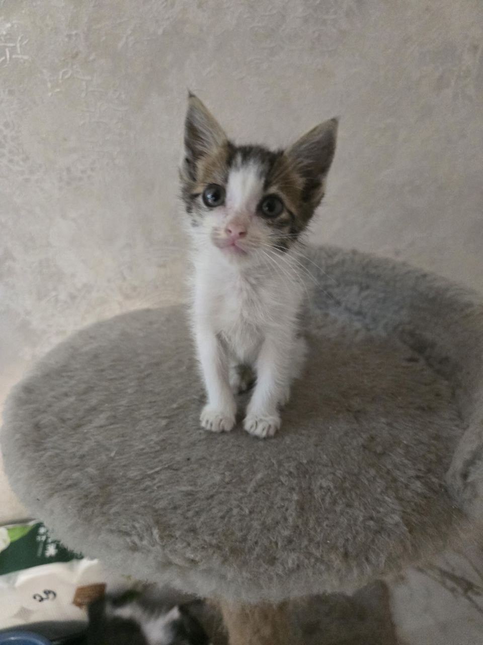 Котенок Гулливер ищет дом Маленький