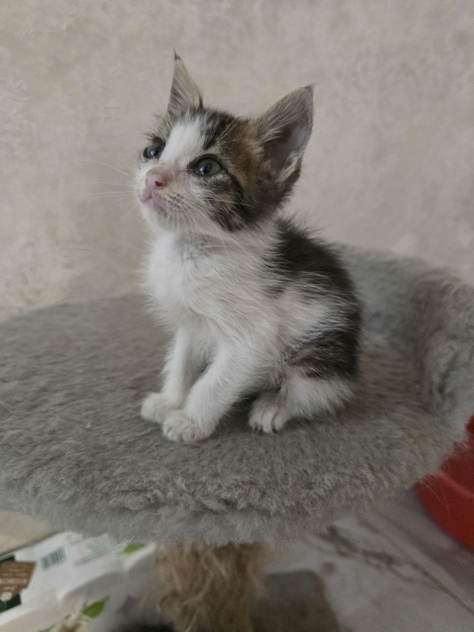 Котенок Гулливер ищет дом Маленький (1)
