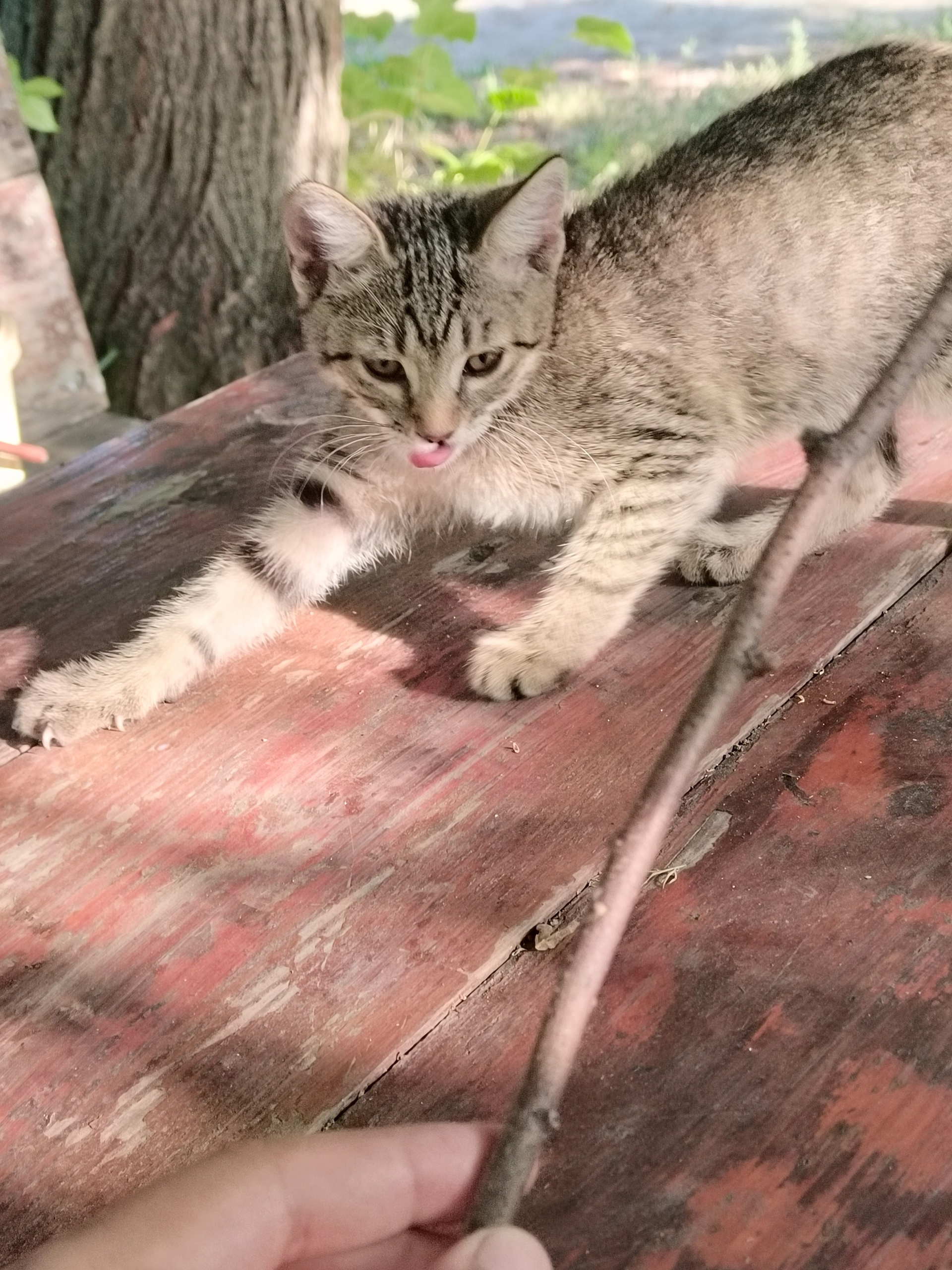 Отдам ласковую котенку 2 месяцев
