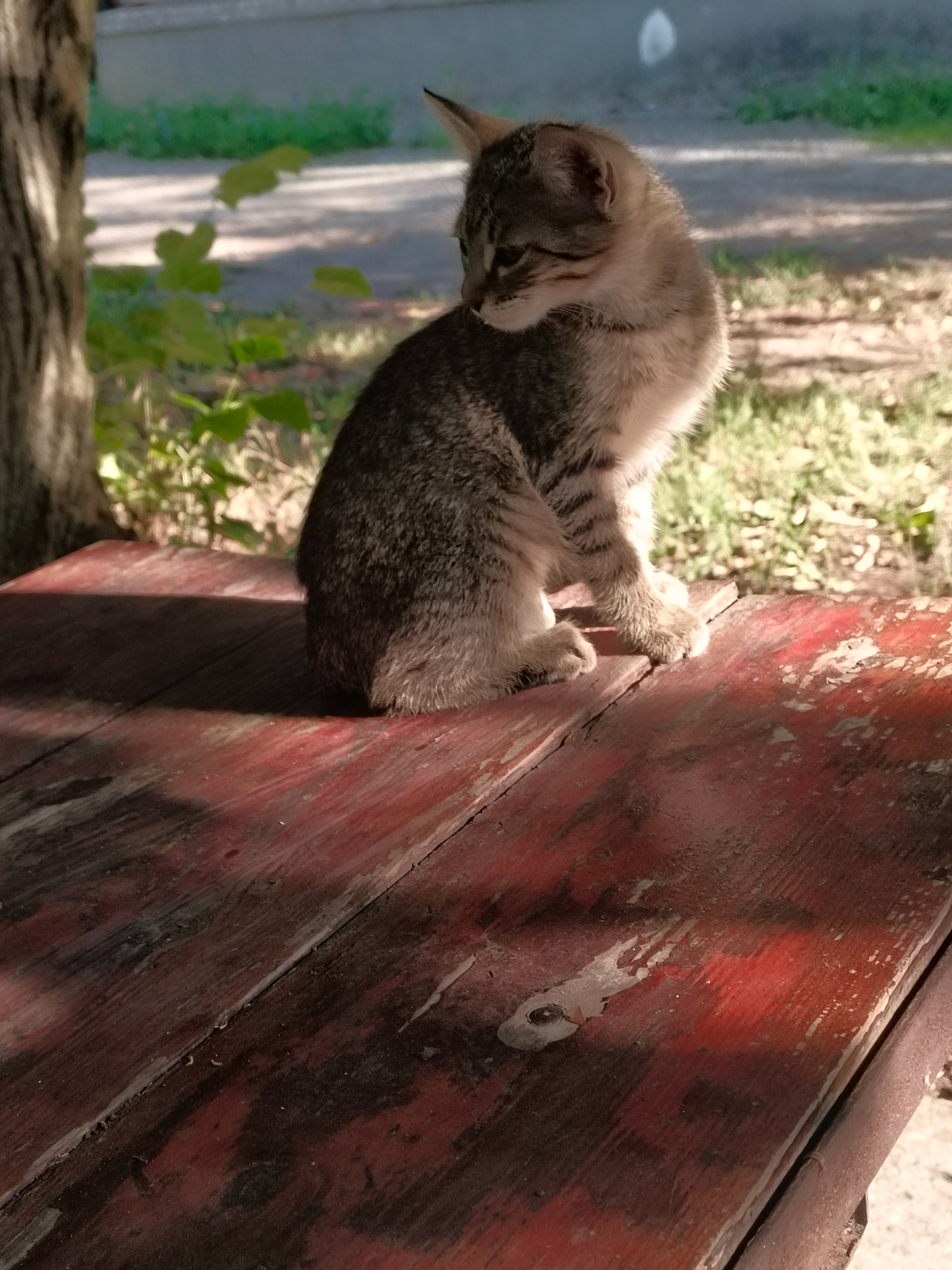 Отдам ласковую котенку 2 месяцев (2)