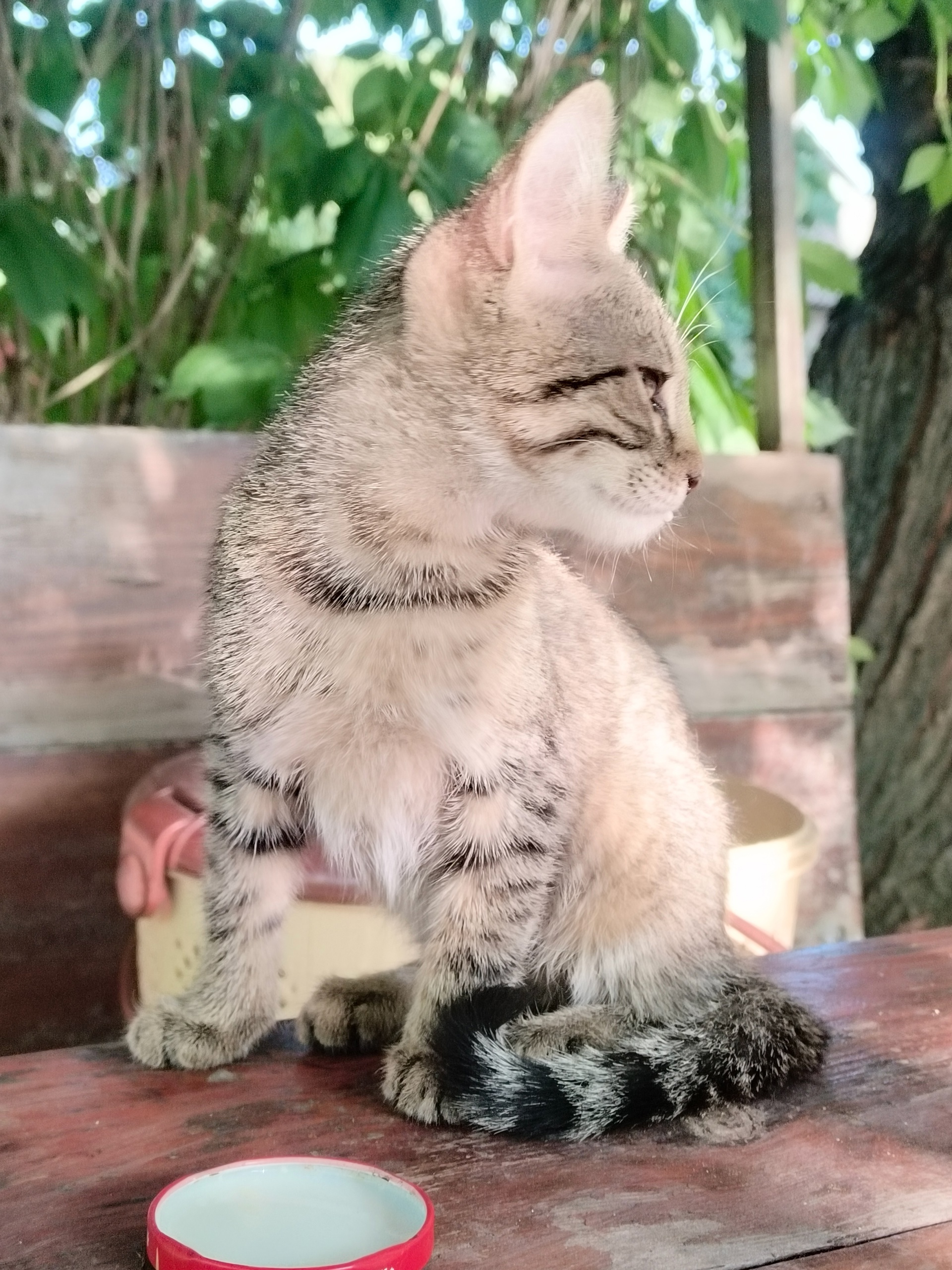 Отдам ласковую котенку 2 месяцев (1)