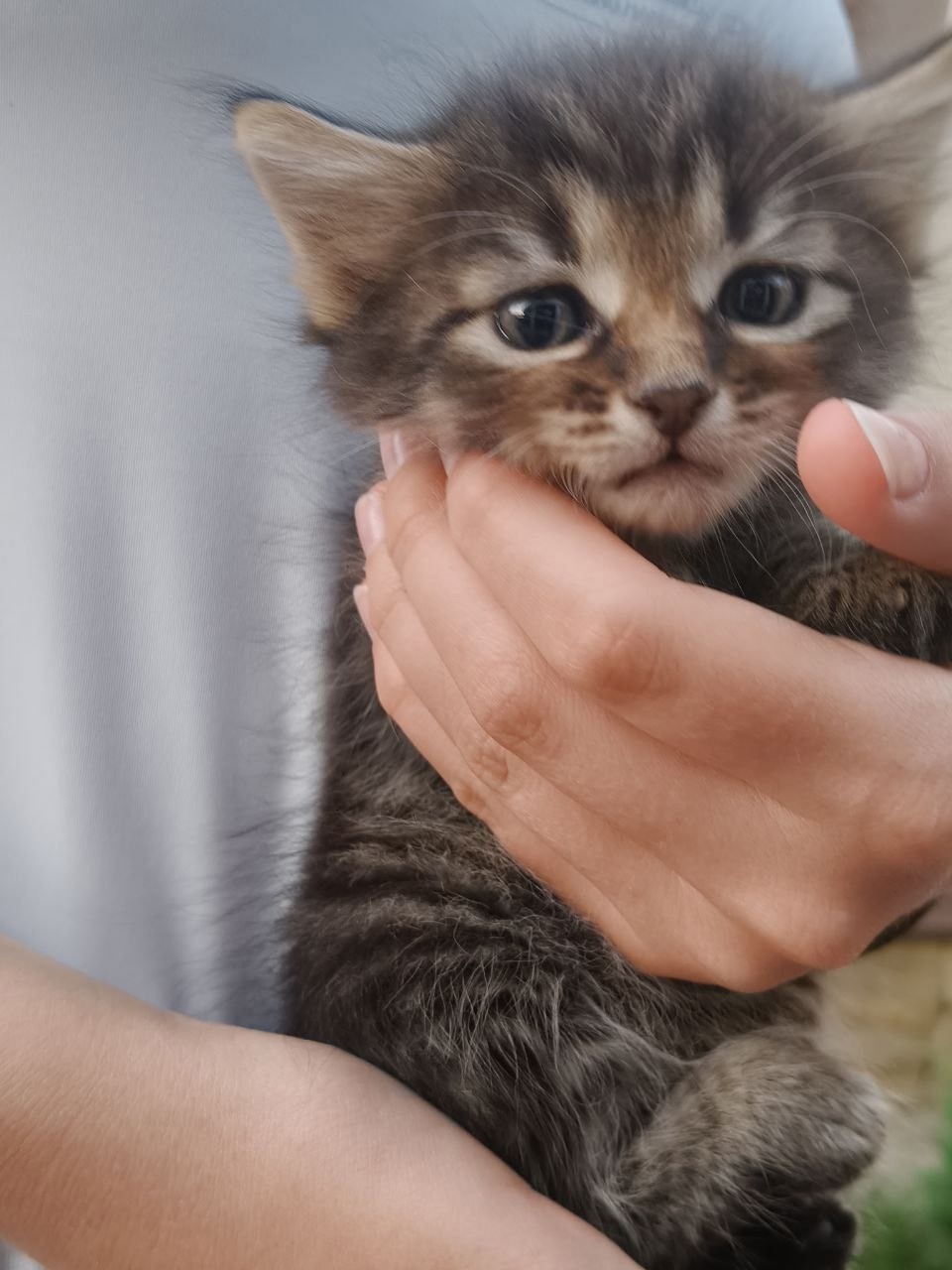 Бесплатная отдача игривого котенка: Предлагается (1)