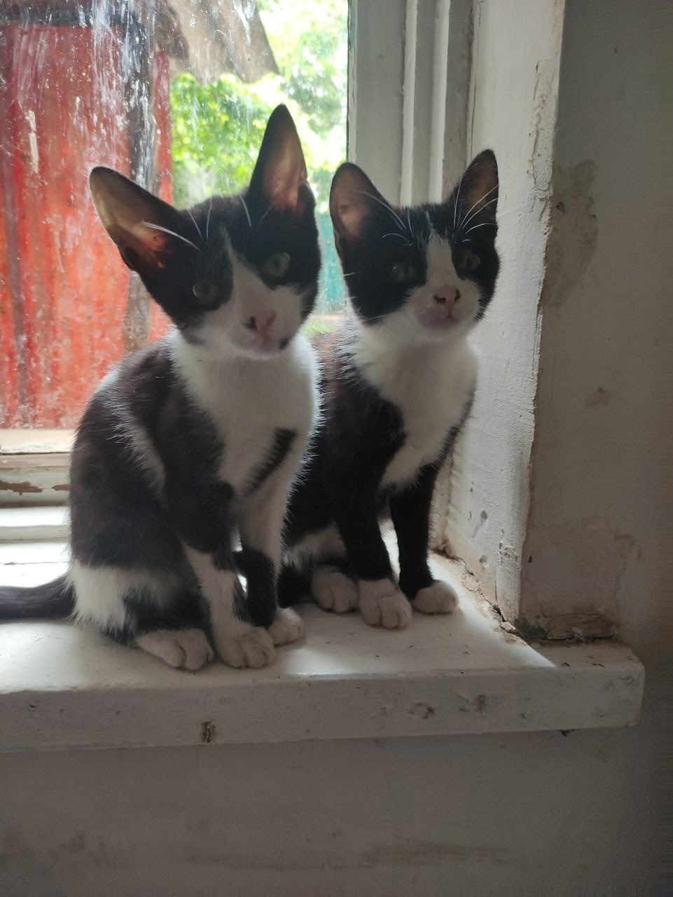Котята ищут заботливых хозяев Ищем