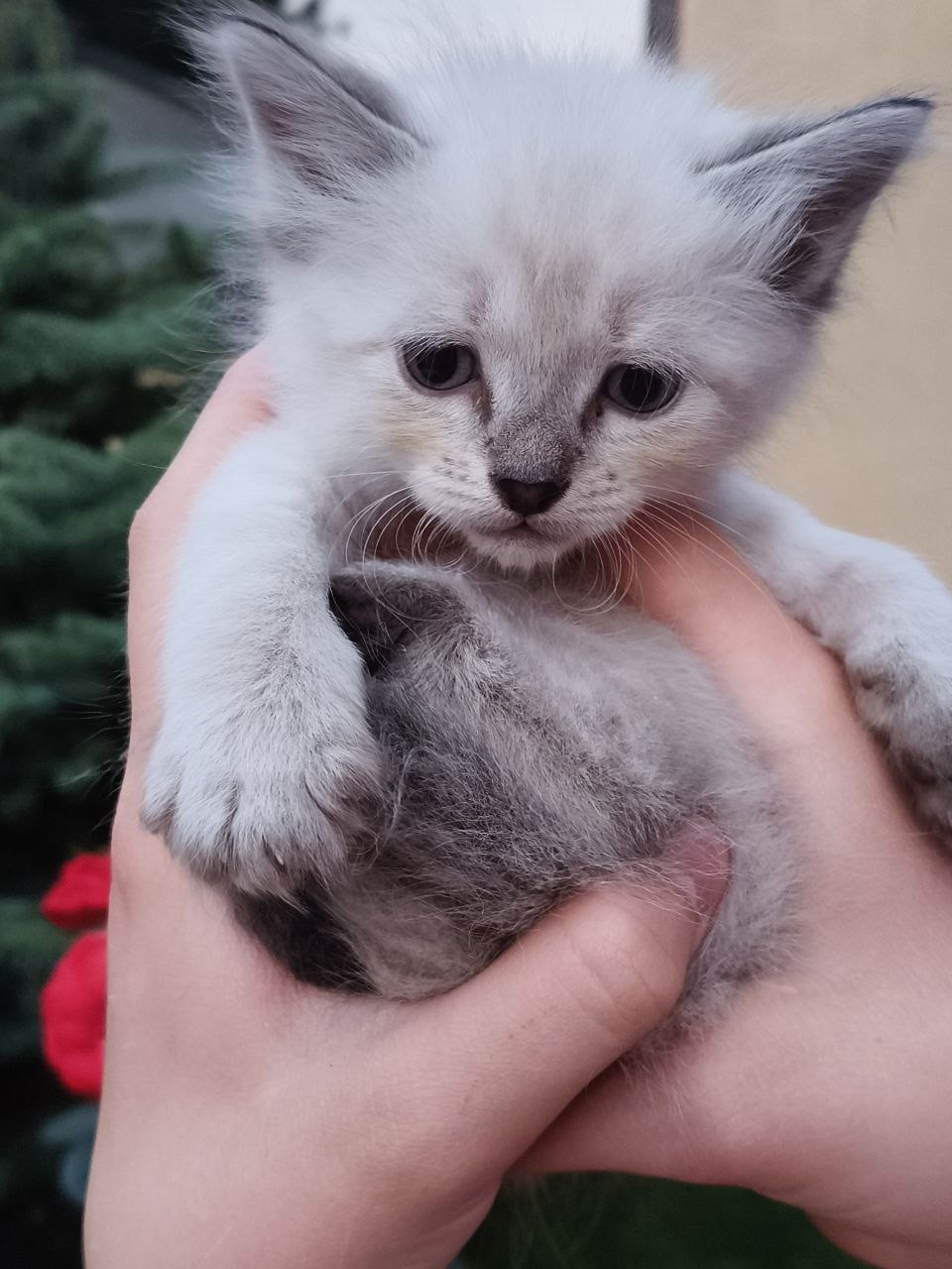 Бесплатно отдам игривого котенка Ищем