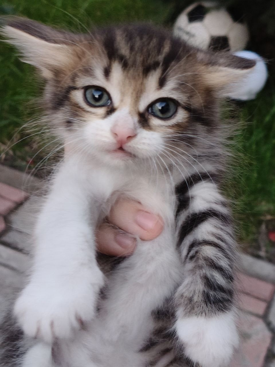 Передам в добрые руки кошку