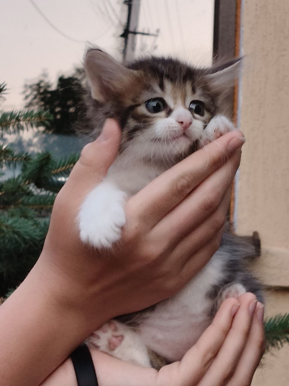 Передам в добрые руки кошку (1)
