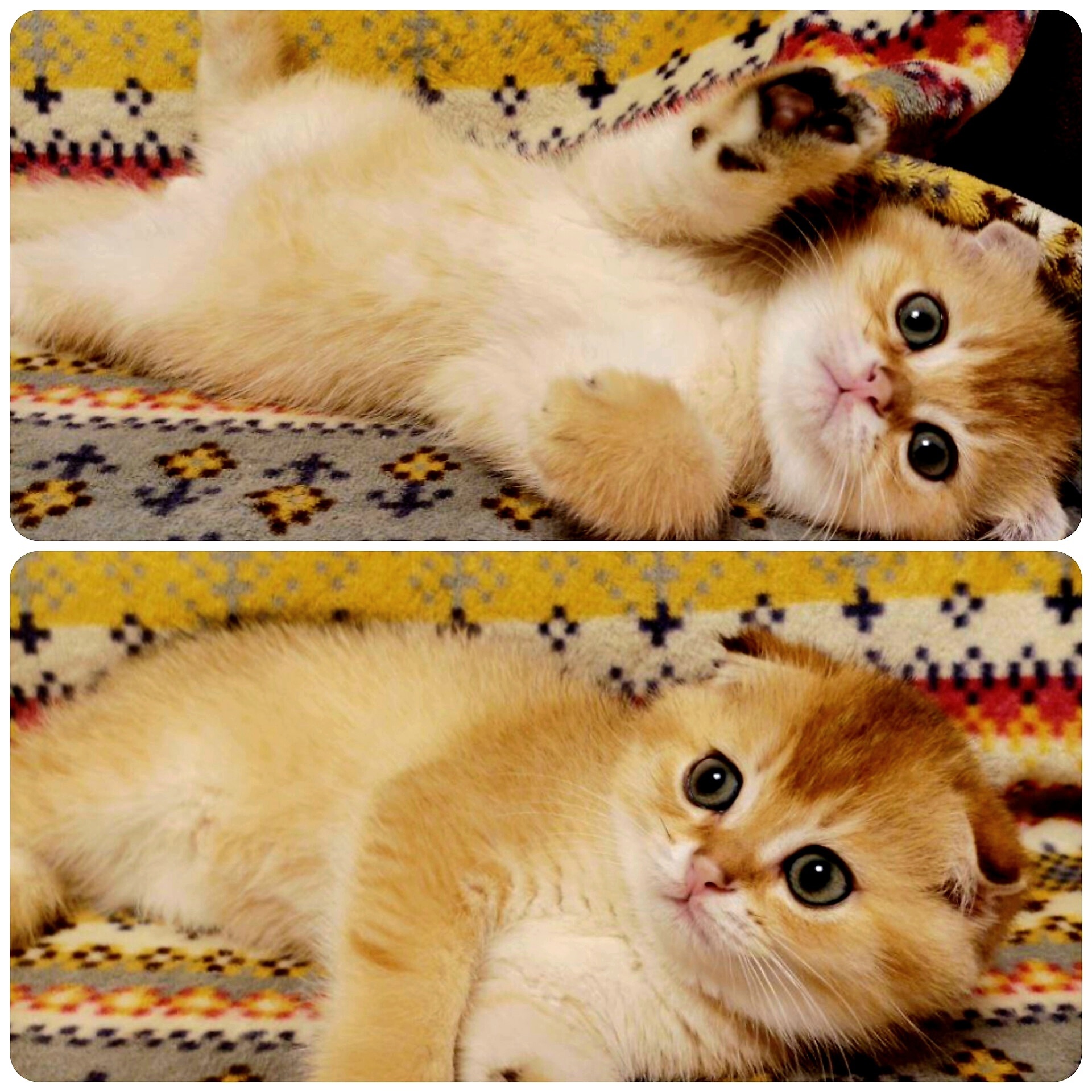 Шотландский вислоухий котёнок Рой Рой