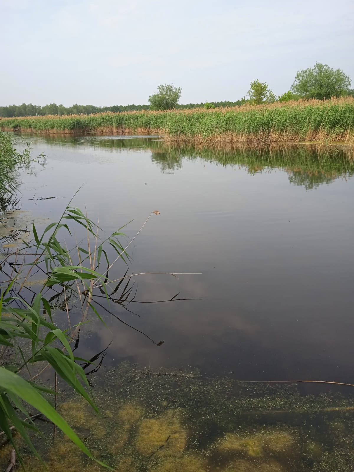 Дом у озера в Пчелиновке (3)