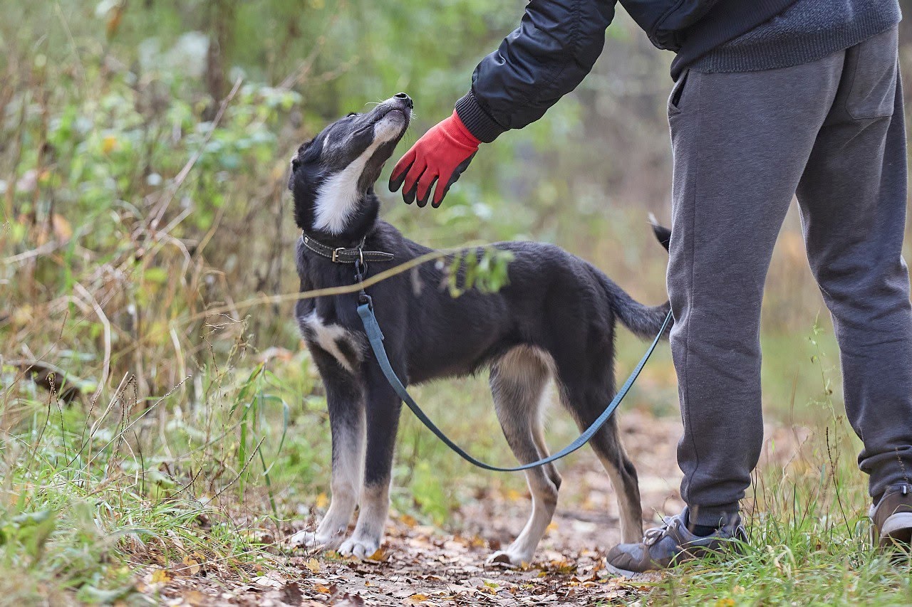 ‼️‼️Обнинск!!‼️ Лили, грациозная,милая, собачка, ищет (2)