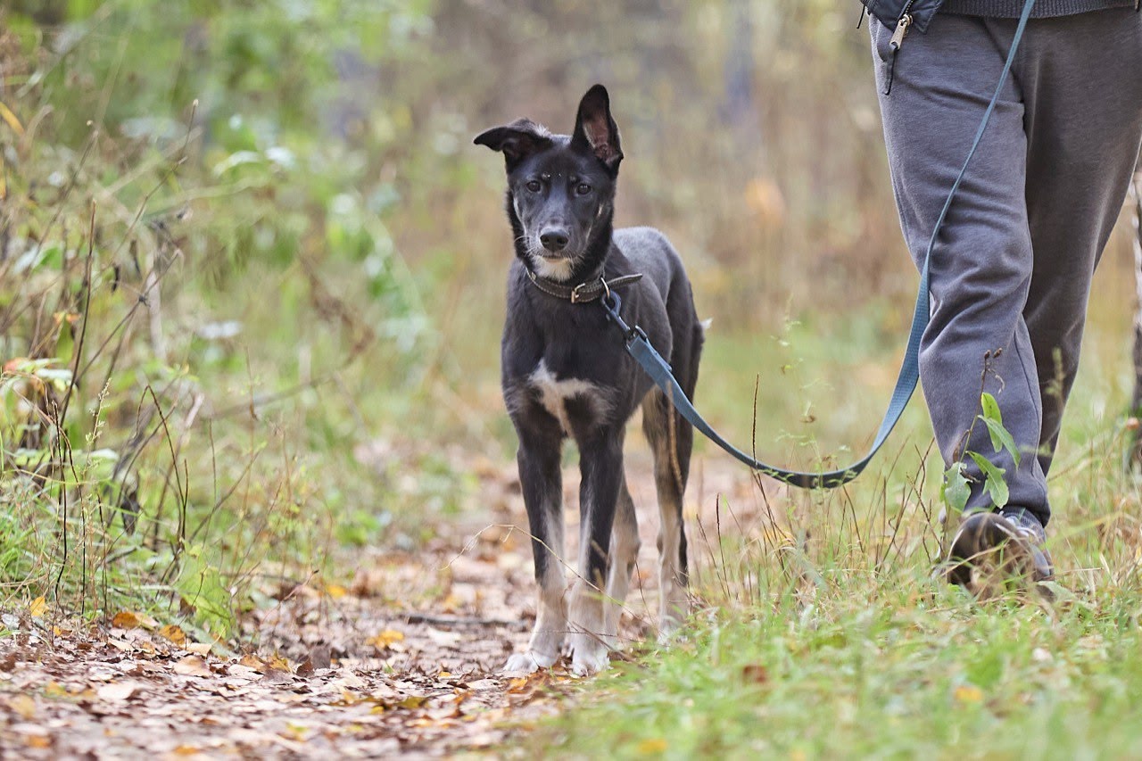 ‼️‼️Обнинск!!‼️ Лили, грациозная,милая, собачка, ищет (1)