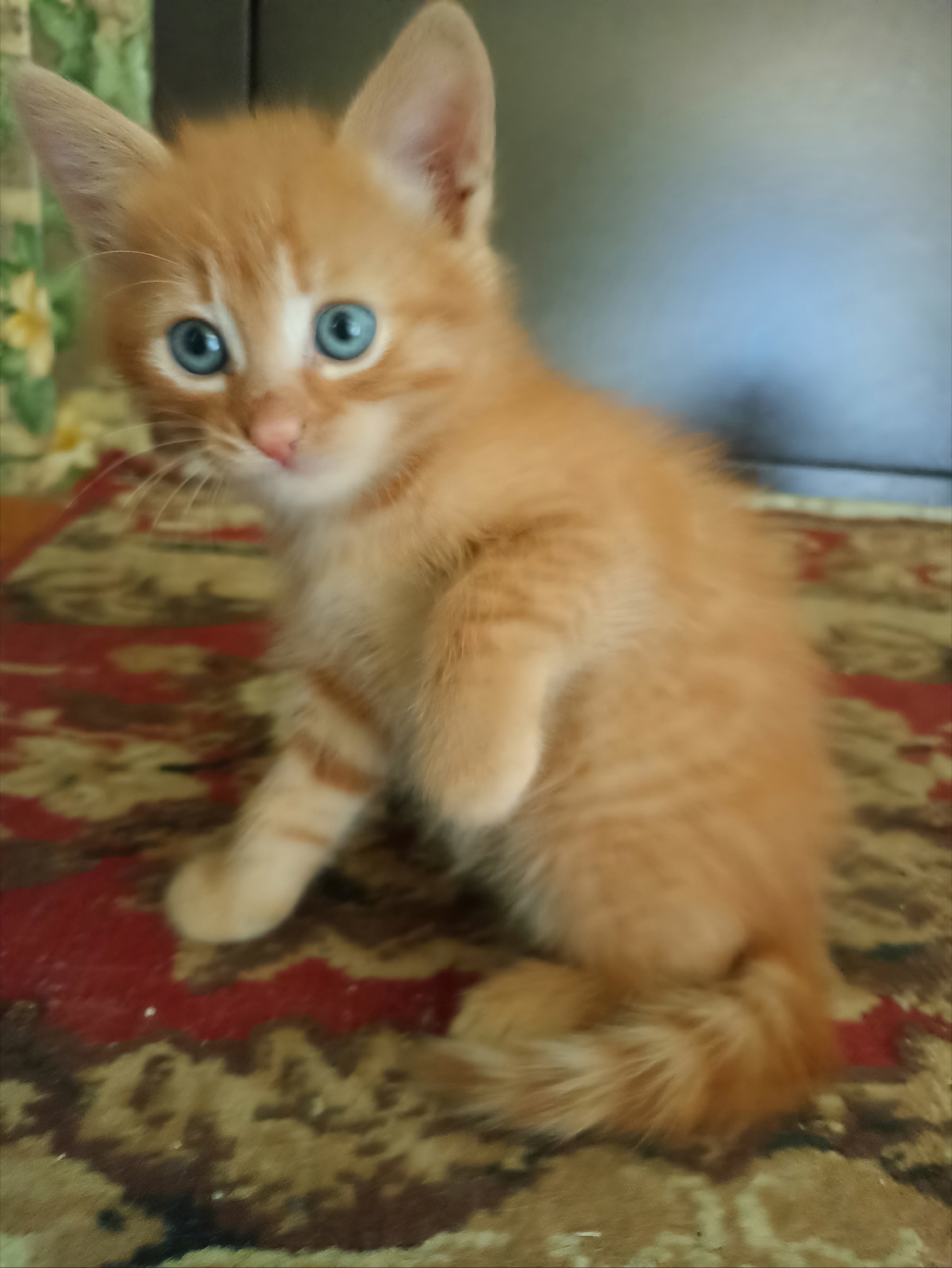 Отдаю в добрые руки котят (3)