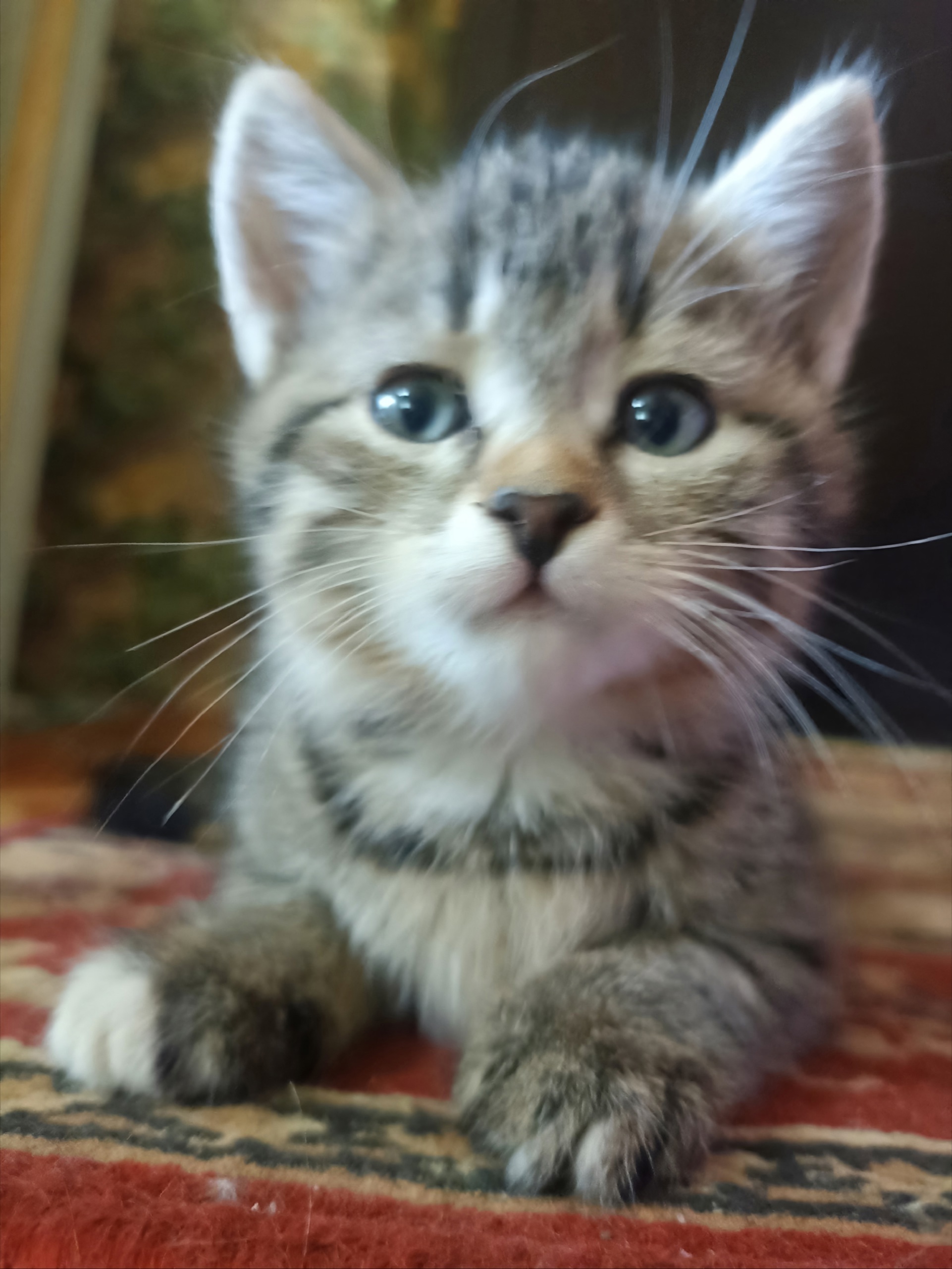 Отдаю в добрые руки котят (1)