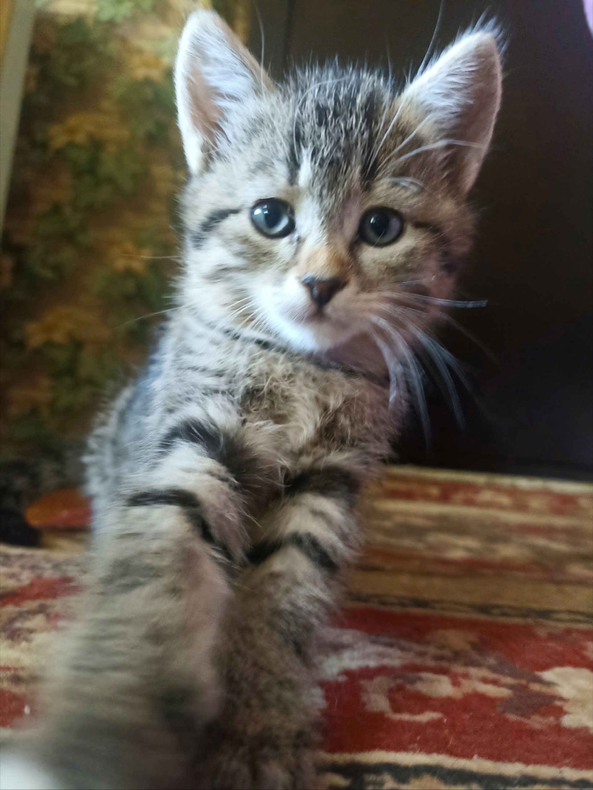 Отдаю в добрые руки котят