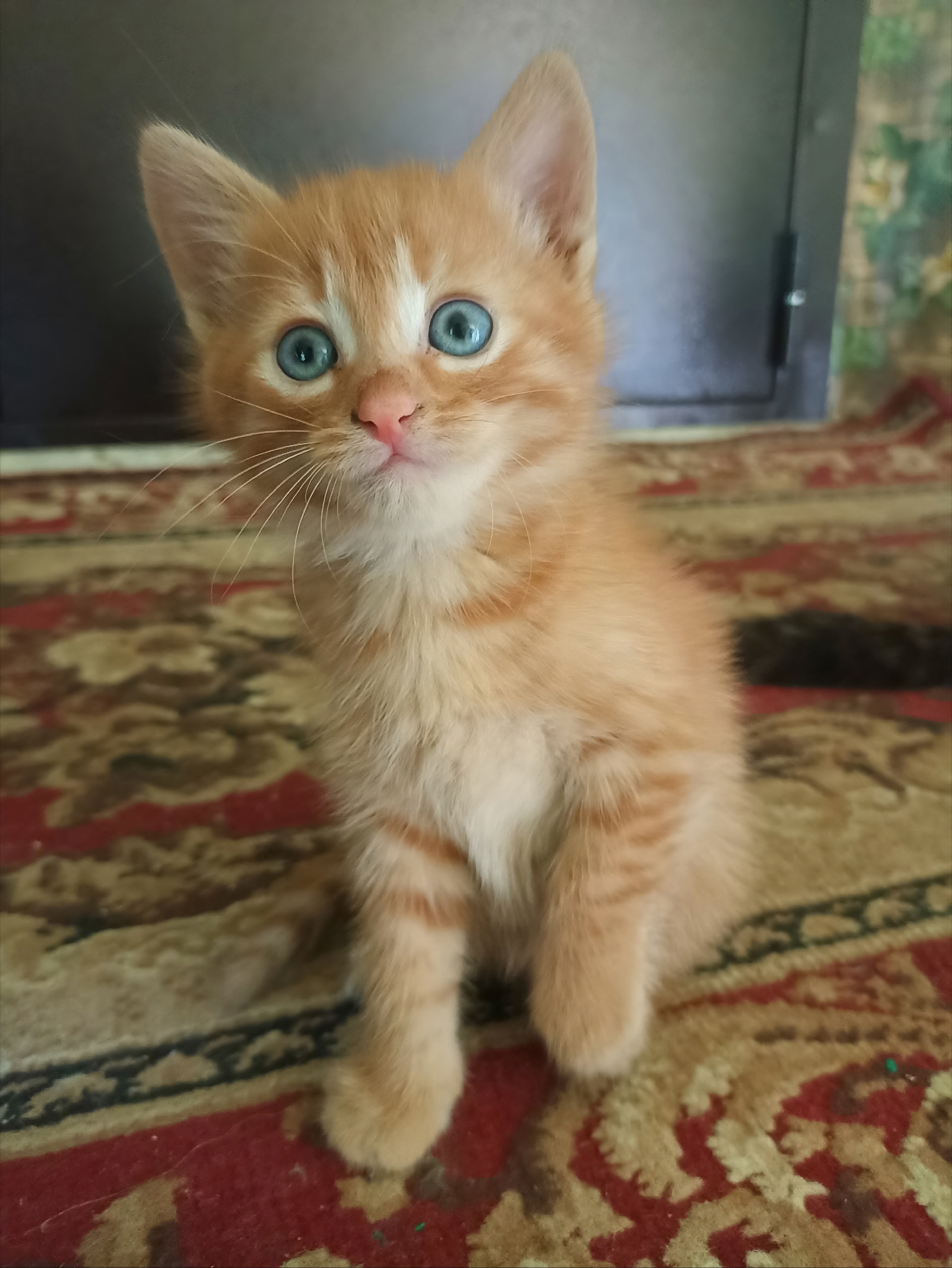 Отдаю в добрые руки котят (2)