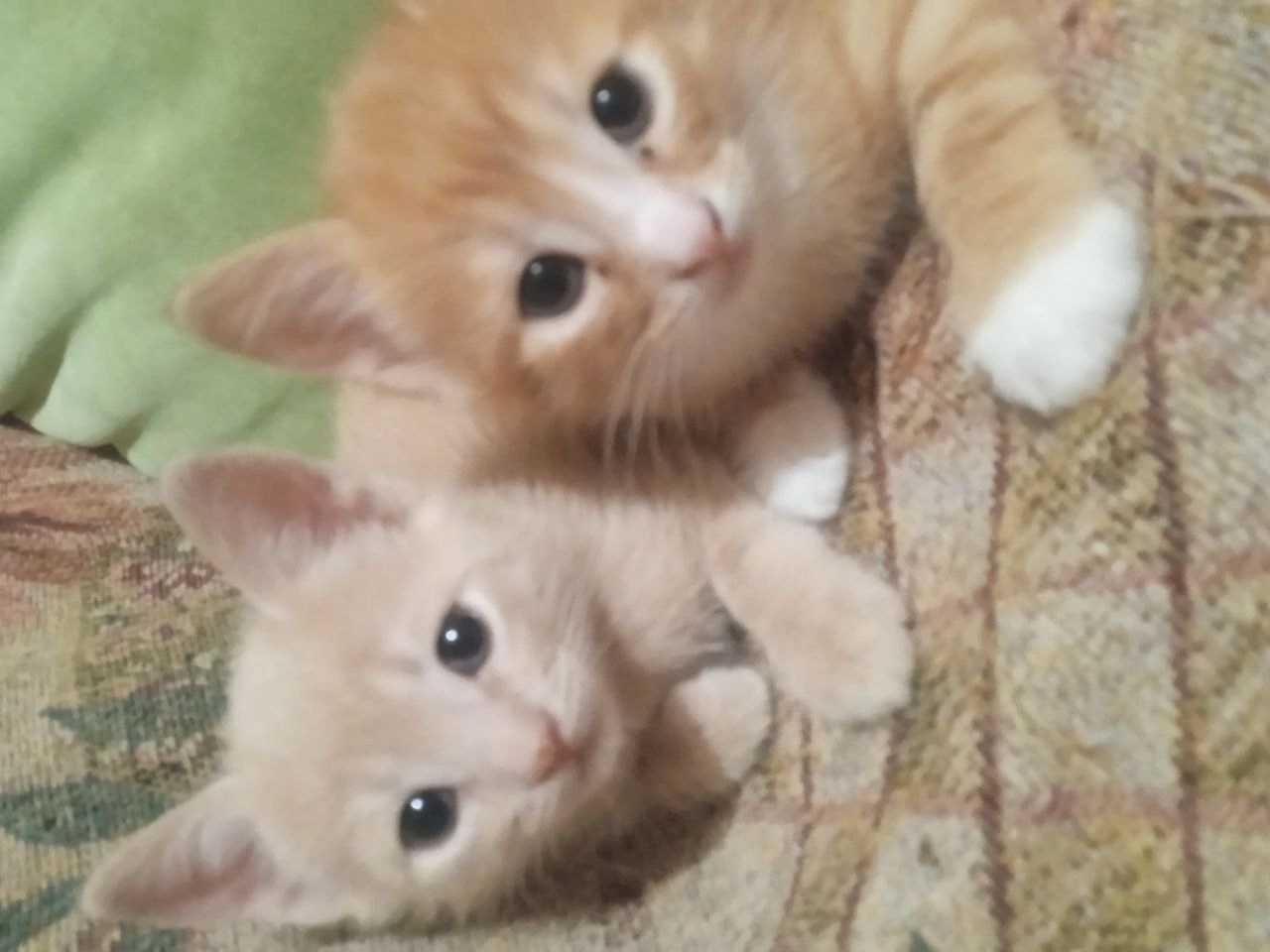 Отдаю котят в добрые руки (2)