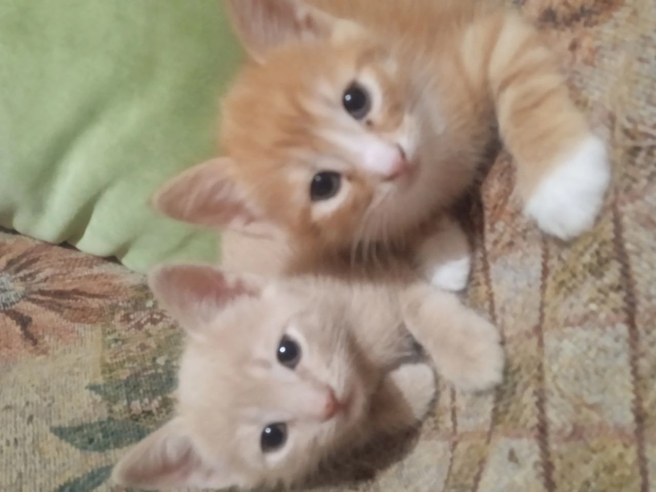 Отдаю котят в добрые руки (1)