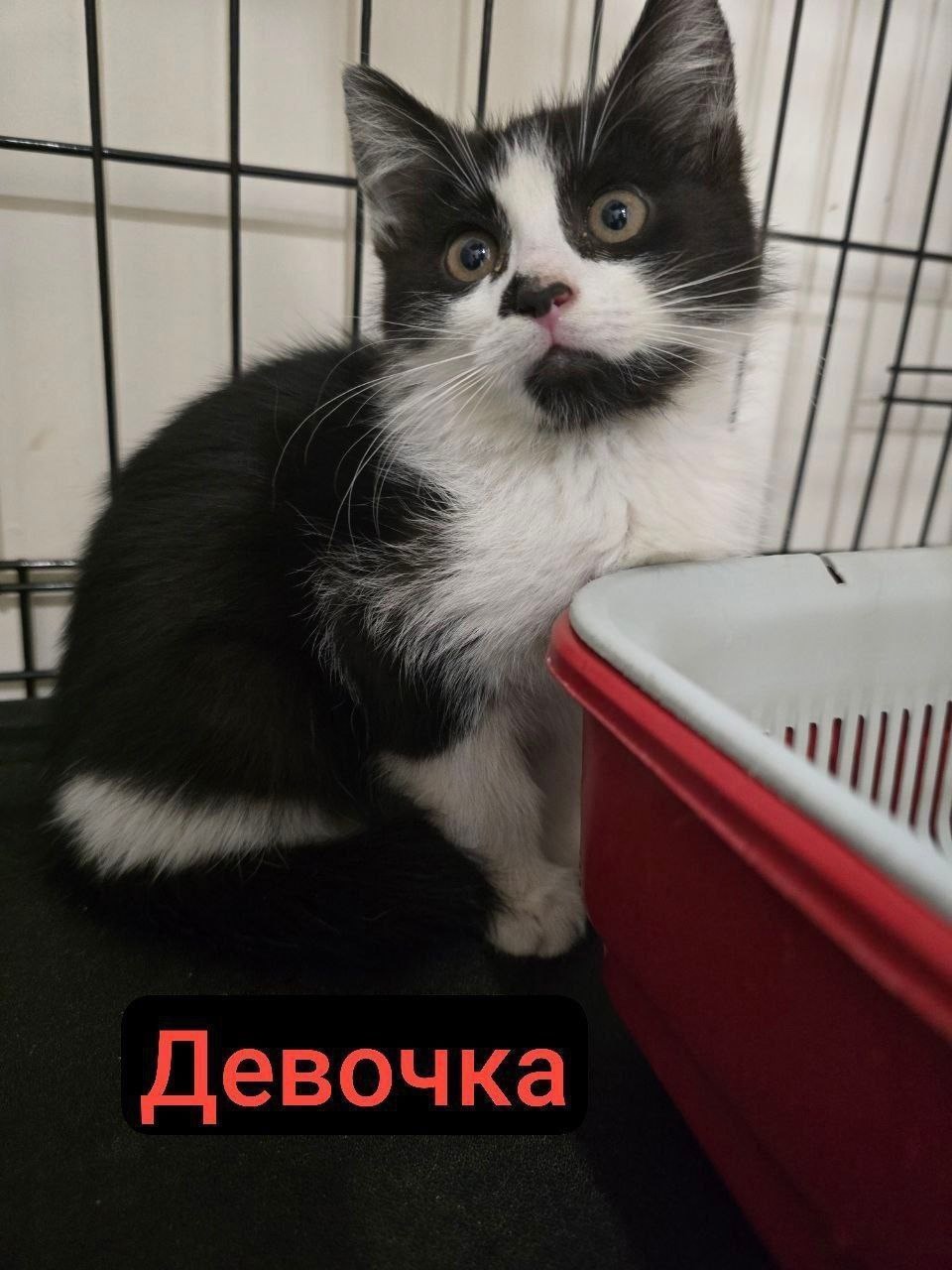 Стеснительная Стеша ищет заботливую семью (2)