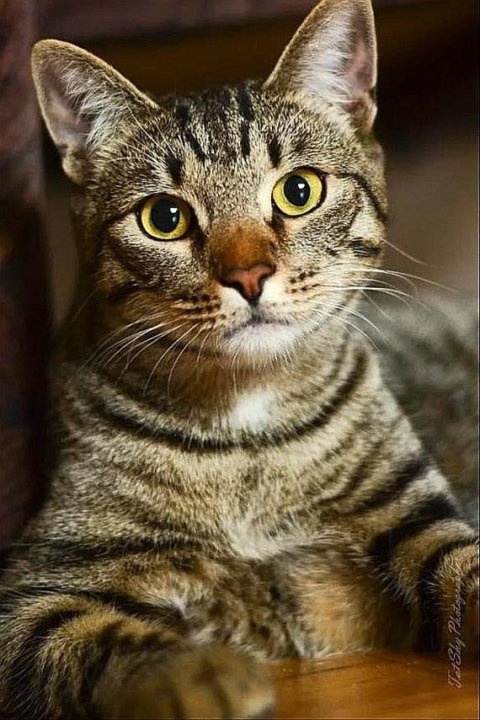 Очаровательный котик Боцман ищет дом