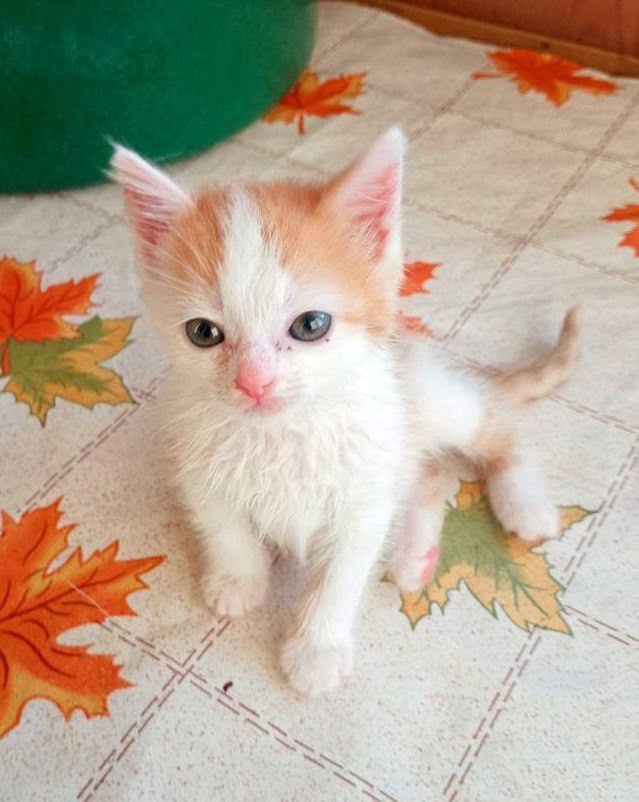 Дом для котёнка Абрикоса нужен