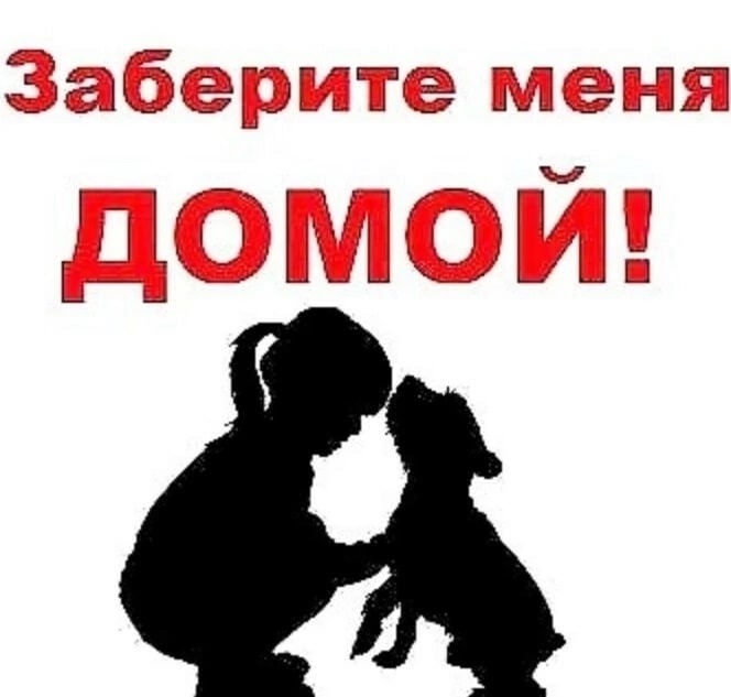 Щенки в Алчевске, ЛНР: надежные (3)