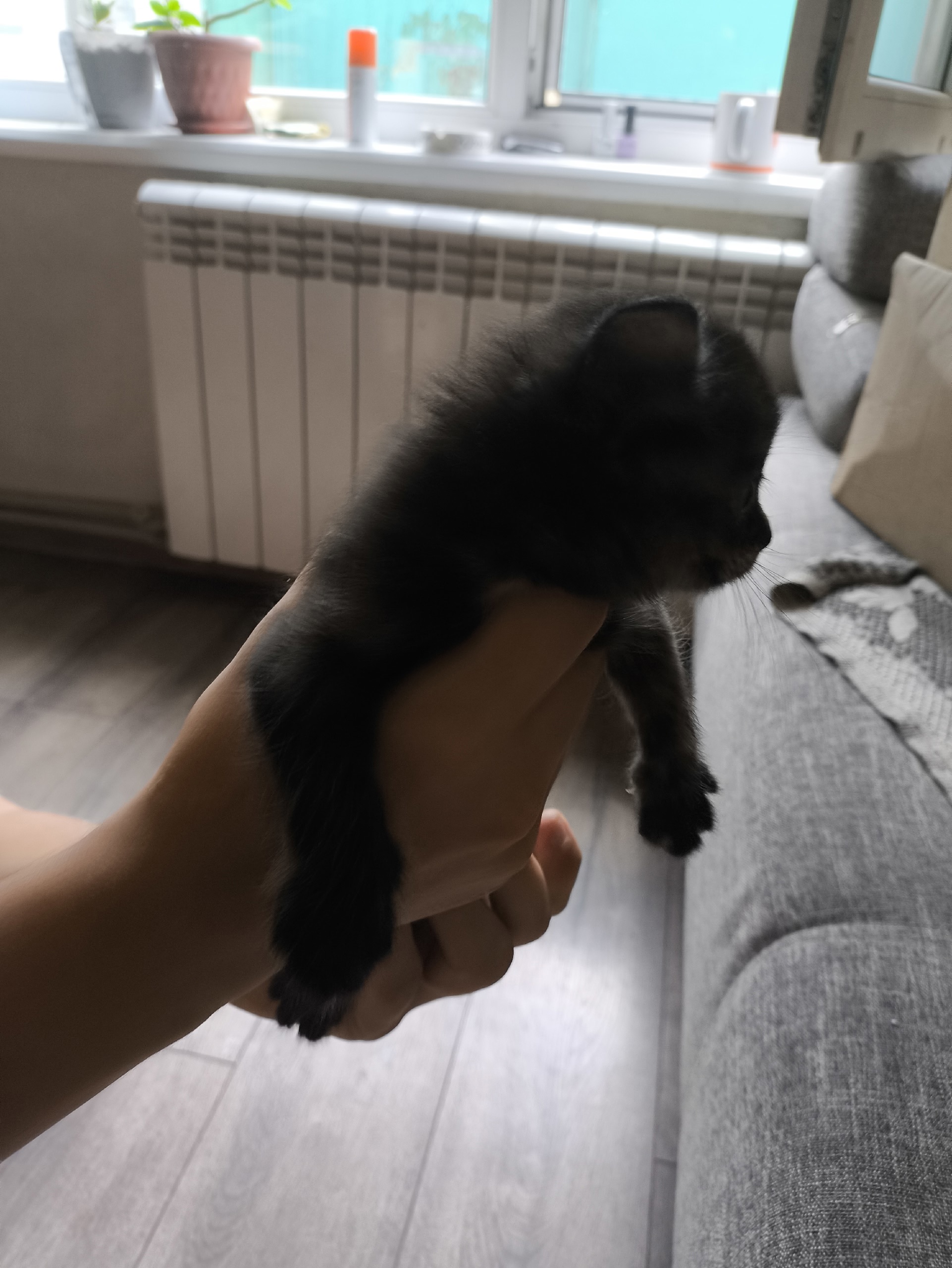 Котята ищут заботливых хозяев Предлагаю (2)
