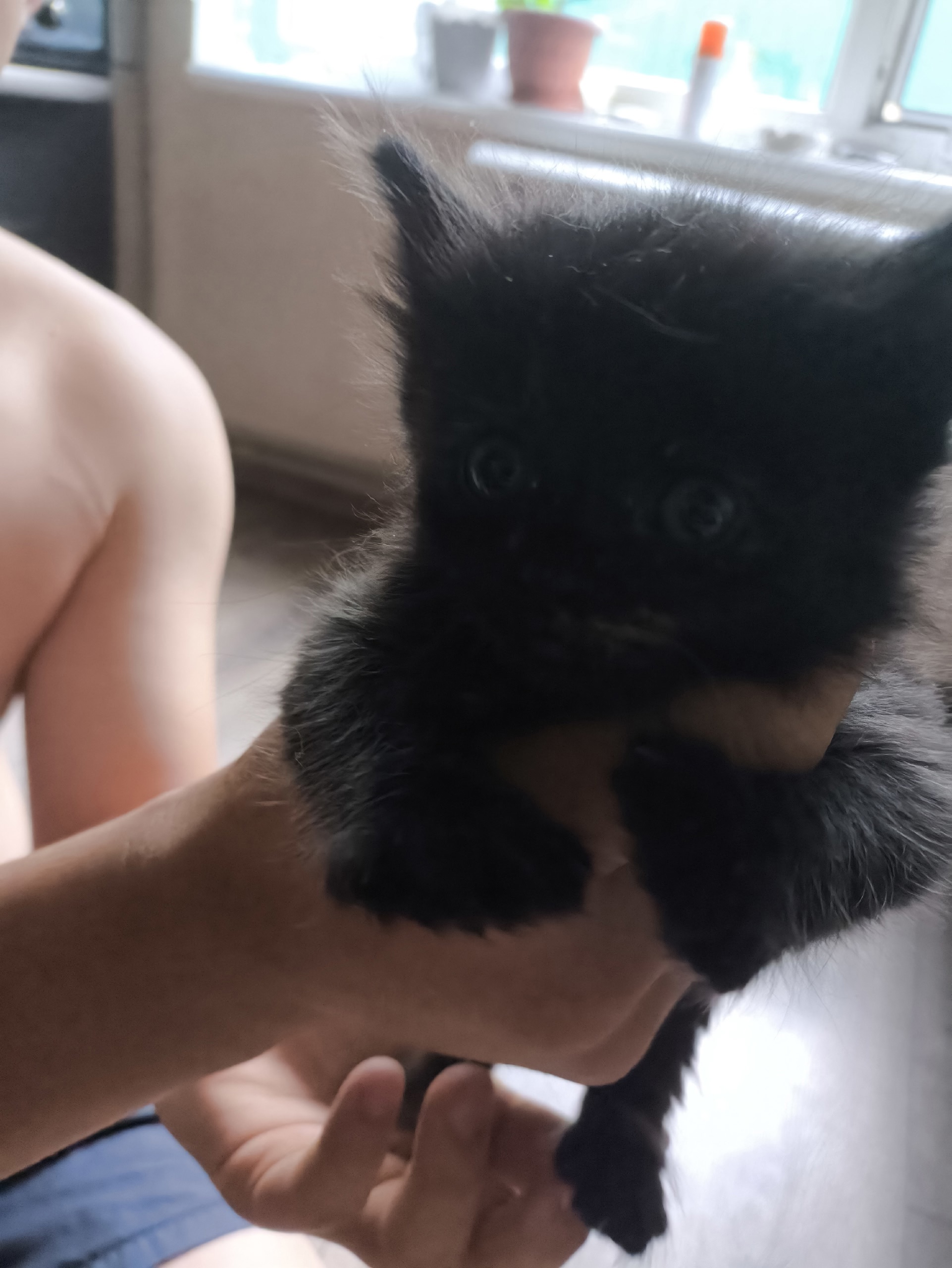 Котята ищут заботливых хозяев Предлагаю (3)