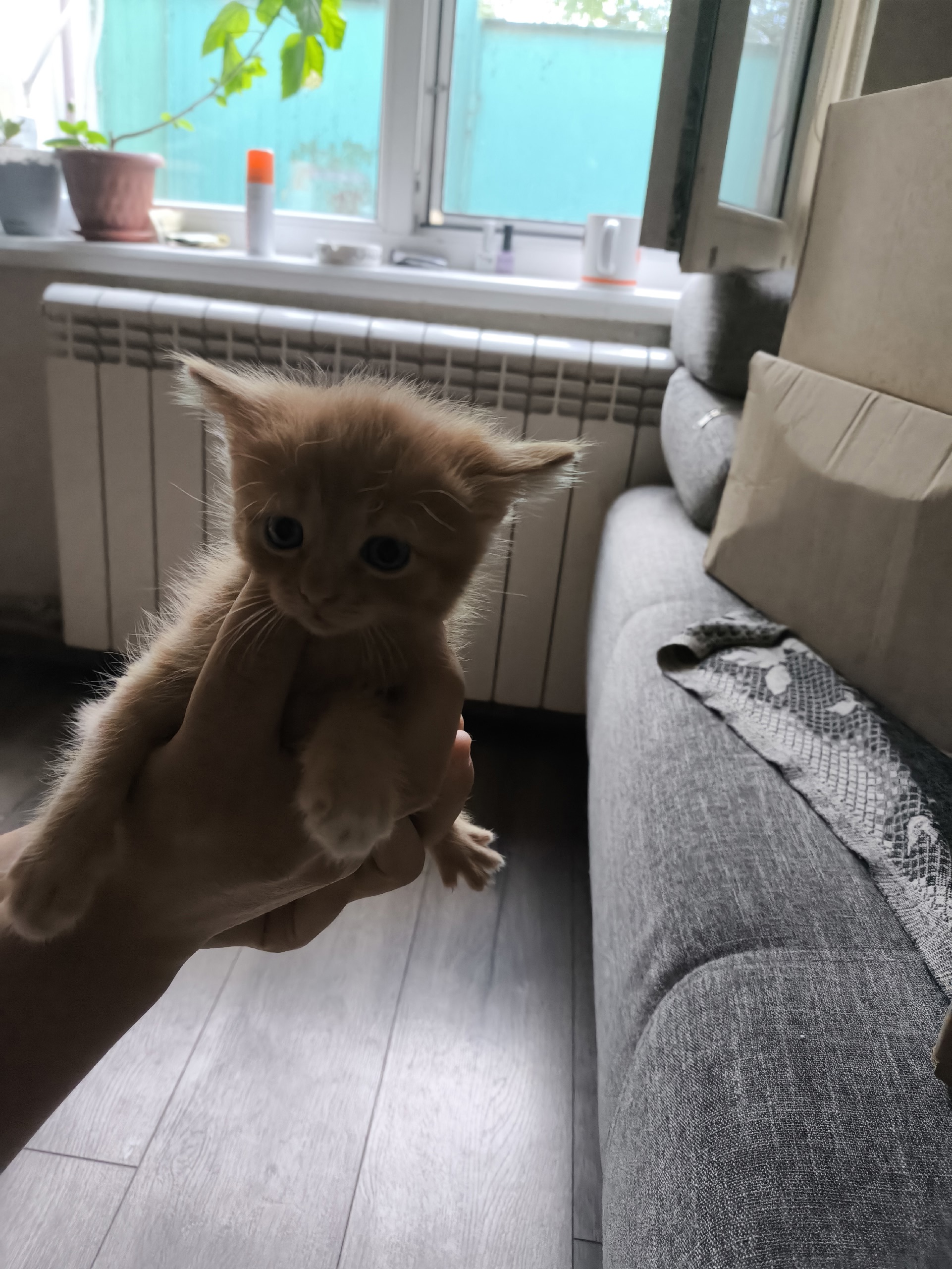 Котята ищут заботливых хозяев Предлагаю (1)