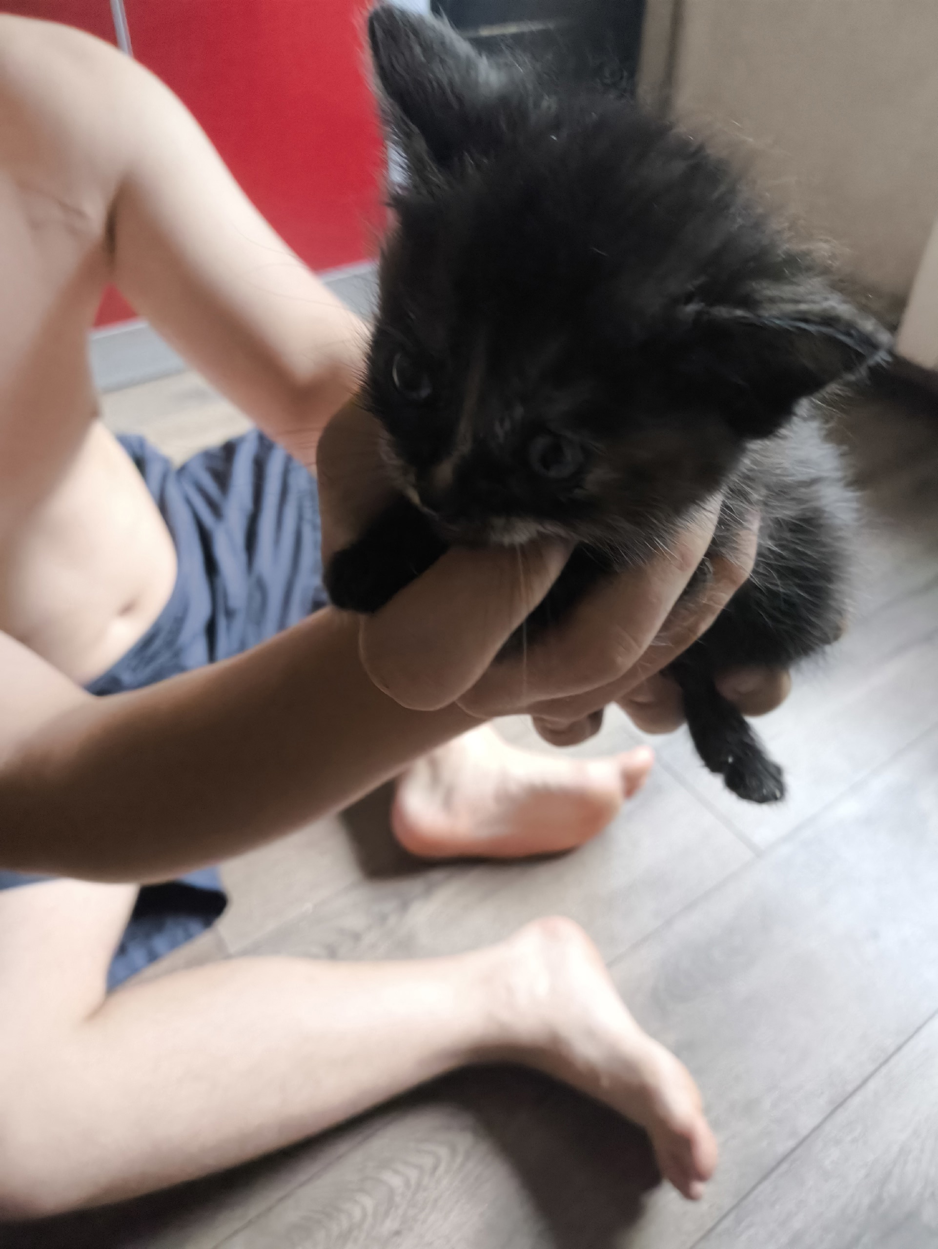 Котята ищут заботливых хозяев Предлагаю