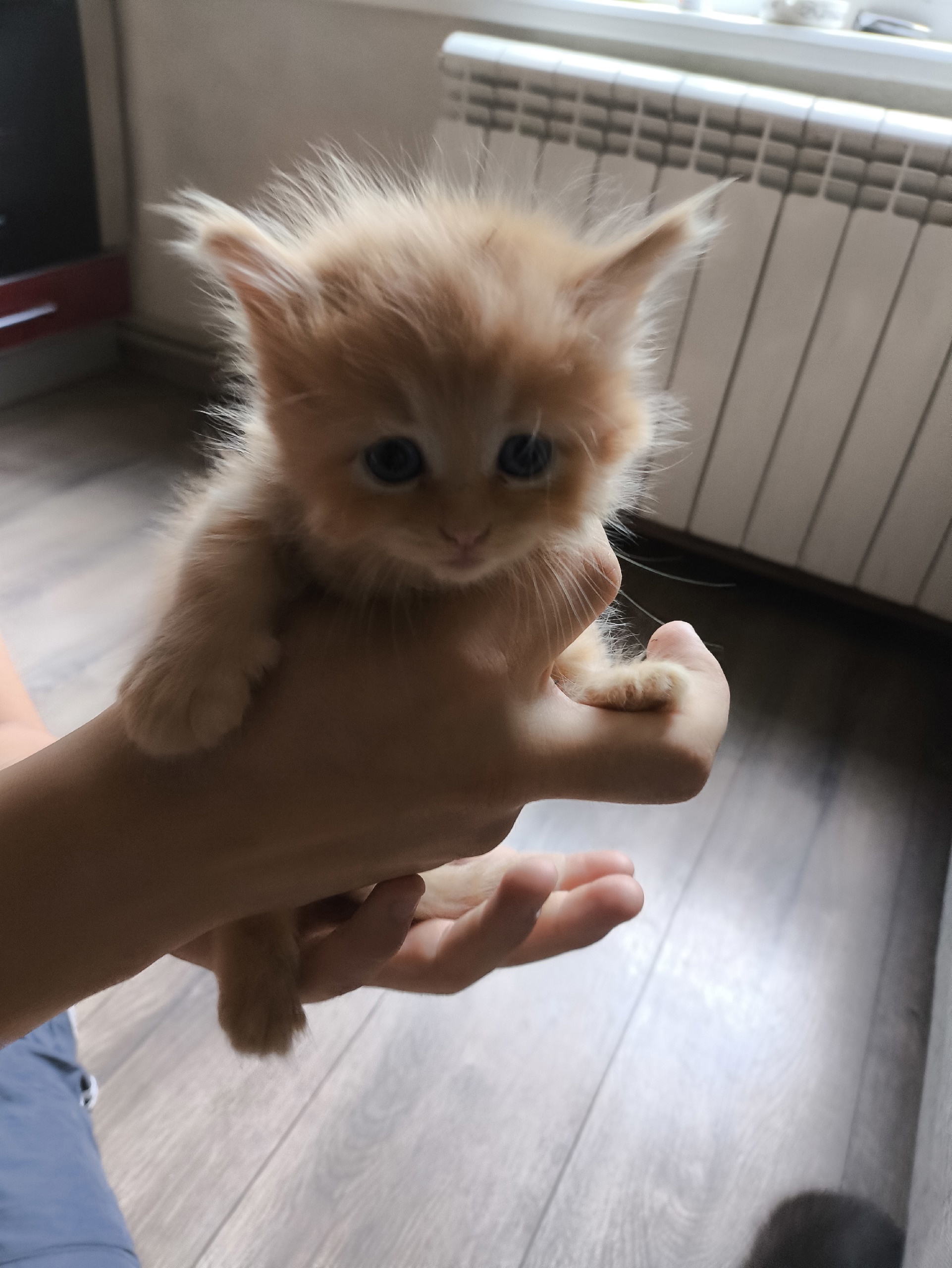 Котята ищут заботливых хозяев Предлагаю (5)