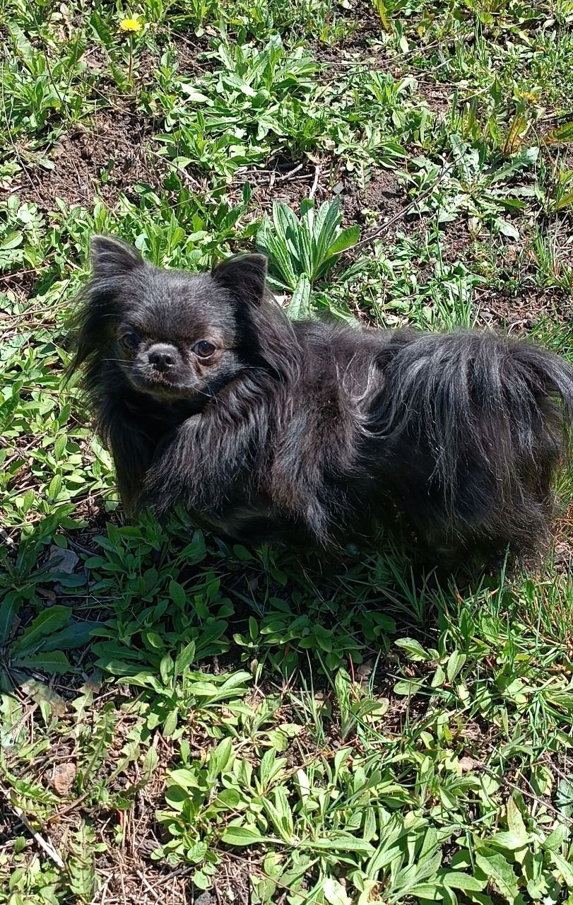 К продаже длинношерстный чихуахуа Продаётся