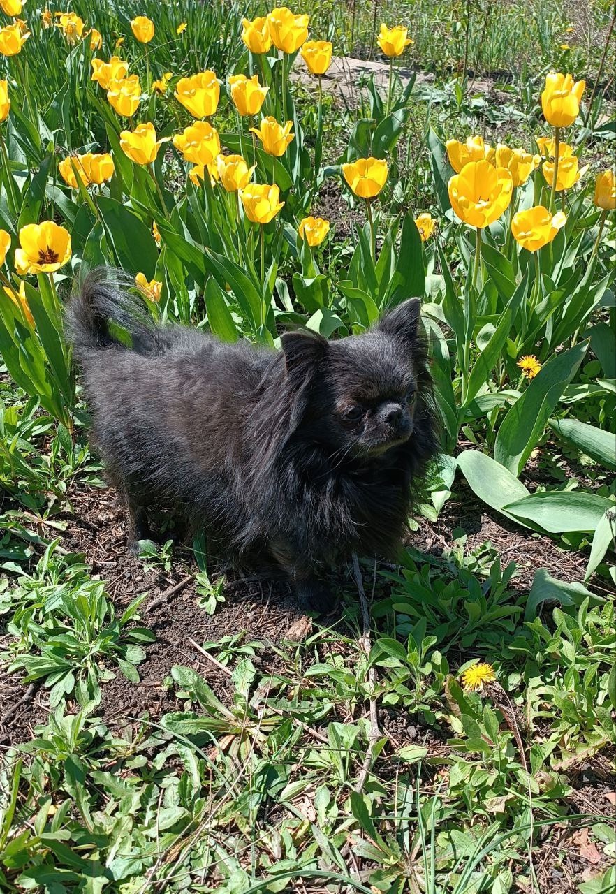 К продаже длинношерстный чихуахуа Продаётся (1)