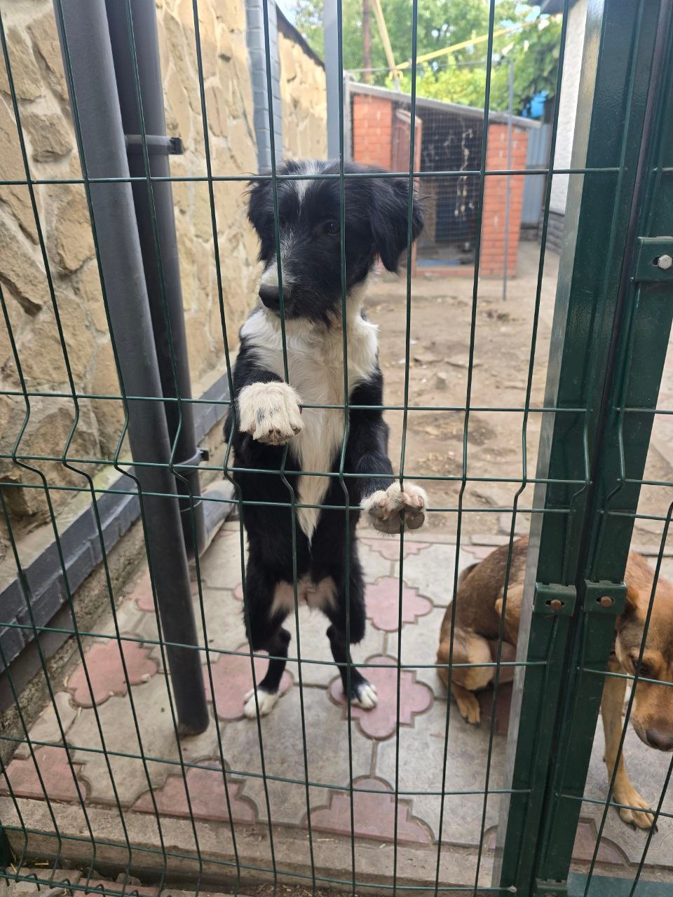 Кукла ищет семью в Макеевке (1)