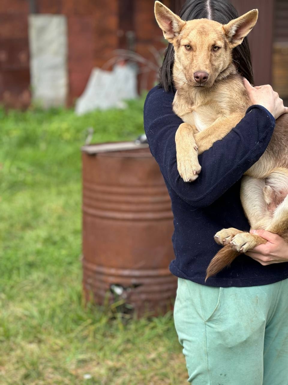 Курт — щенок в поисках (6)